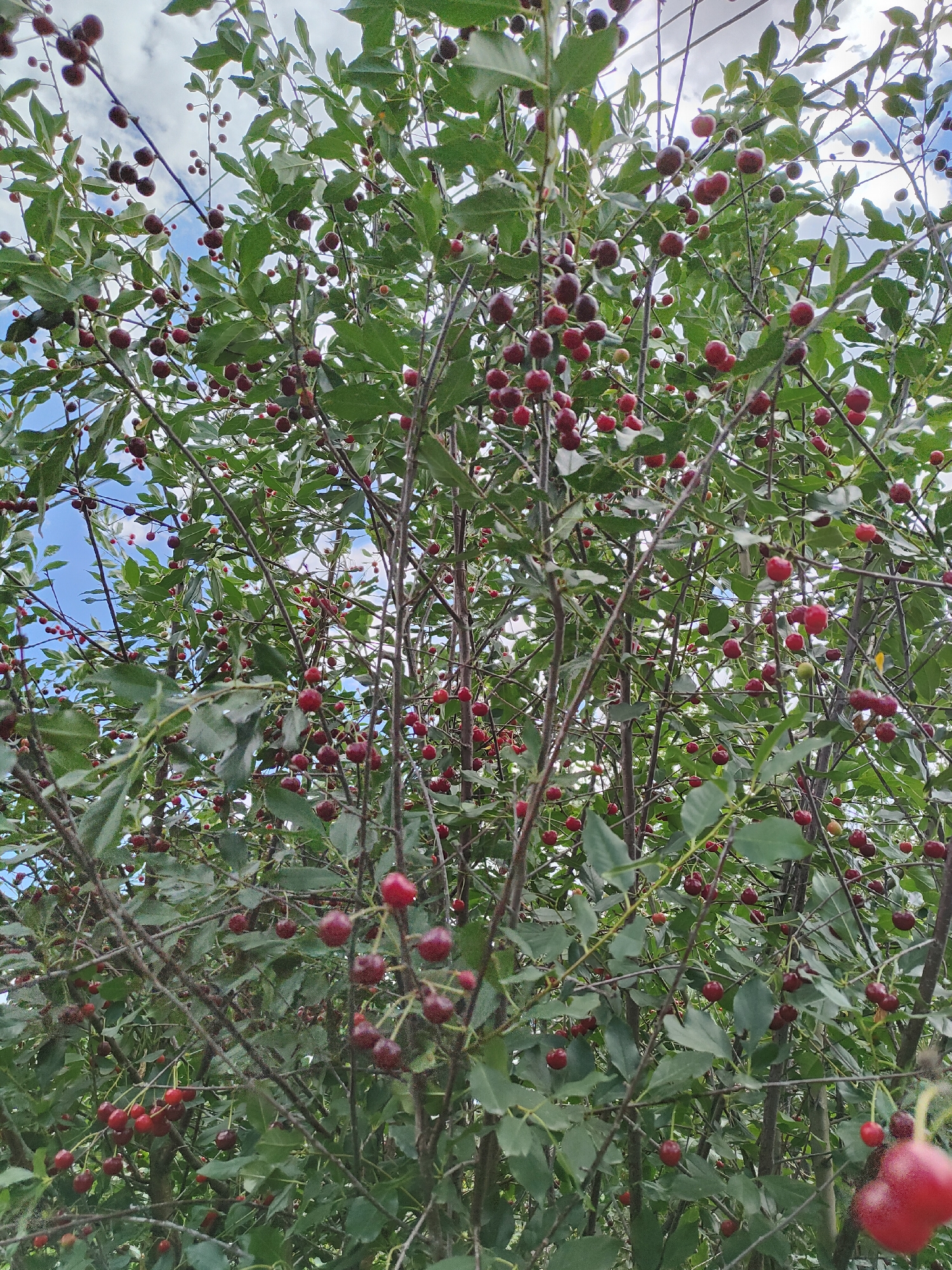 A low-angle, full-frame shot captures a dense cherry tree laden with ripe fruit, set against a cloudy blue sky. The tree's branches, thin and numerous, crisscross the frame, supporting a profusion of dark red cherries. The leaves are a vibrant green, creating a lush canopy that partially obscures the sky. The scene is detailed, with each cherry and leaf distinctly visible. The overall impression is one of abundant harvest. The image does not contain any people or indications of human activity, nor does it provide any contextual clues to suggest its location in Jaña Būqtyrma, Kazakhstan.