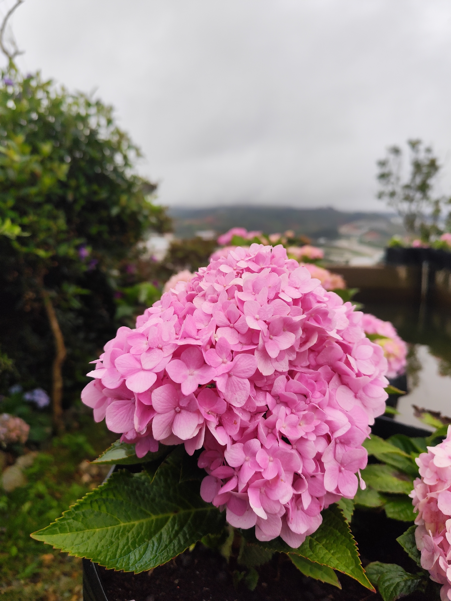 This is a close-up, eye-level shot of a vibrant pink hydrangea flower cluster in the foreground, dominating the frame. The flower is lush and full, with many individual florets creating a textured, spherical shape. Lush green leaves with serrated edges emerge from below the flower head, providing a strong contrast in color and form. The background is softly blurred, indicating a shallow depth of field.
In the mid-ground, other pink hydrangea blooms are visible, along with darker green foliage and hints of purple flowers. To the right, a body of water reflects the overcast sky and the surrounding greenery, suggesting a calm surface. Beyond the water, a wooden structure or dock is partially visible. The far background shows a hazy landscape with rolling hills or mountains, possibly containing some buildings or terraced fields, indicative of a rural or semi-rural setting. The sky is a uniform overcast gray, suggesting a cloudy day.
The scene is located in Lạc Dương, Vietnam, a region known for its cooler climate and floral cultivation. The presence of hydrangeas and the landscape suggest this could be a garden, a park, or a flower farm, possibly situated on a hillside overlooking a valley or settlement. The overall atmosphere is serene and natural, with the focus on the beauty of the flowers. There are no people or animals visible in the image. The lighting is diffused and soft due to the overcast conditions.