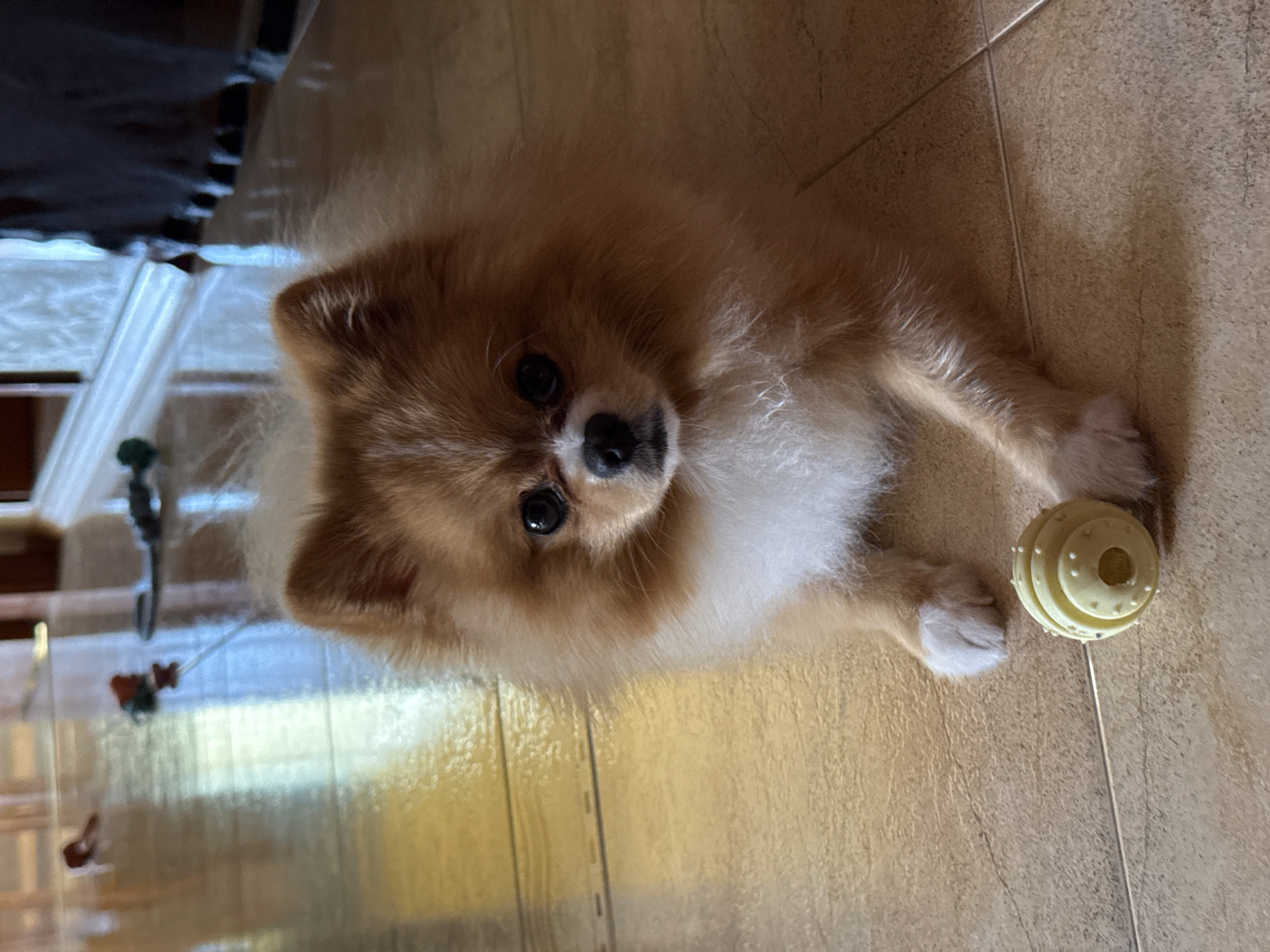 A tan and white Pomeranian dog lies on a tiled floor, looking directly at the viewer. A yellow rubber ball rests near its paw. The specific location in Pazardzhik, Bulgaria cannot be determined from this single image.