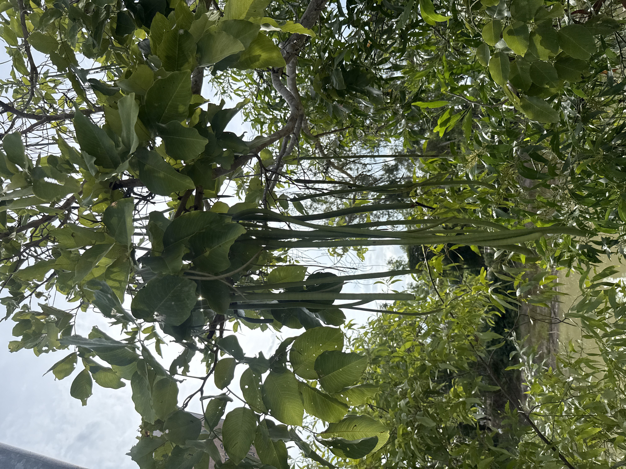 A vertical, eye-level, medium shot captures a low-angle view of a tree with long, hanging seed pods and large green leaves against a bright, cloudy sky. The tree branches are visible, some thick and gnarled, others thin and supporting clusters of leaves and pods. The seed pods are long, thin, and a pale green color, hanging downwards in abundance. The leaves are broad and oval-shaped, with visible veins and some showing signs of damage, such as holes and torn edges. The background is filled with more lush green foliage, suggesting a dense natural environment. Below the trees, a body of murky, greenish-brown water is visible, with hints of vegetation along its banks. The overall impression is one of abundant plant life in a natural setting. The image was taken in the Ko Samui District of Thailand.