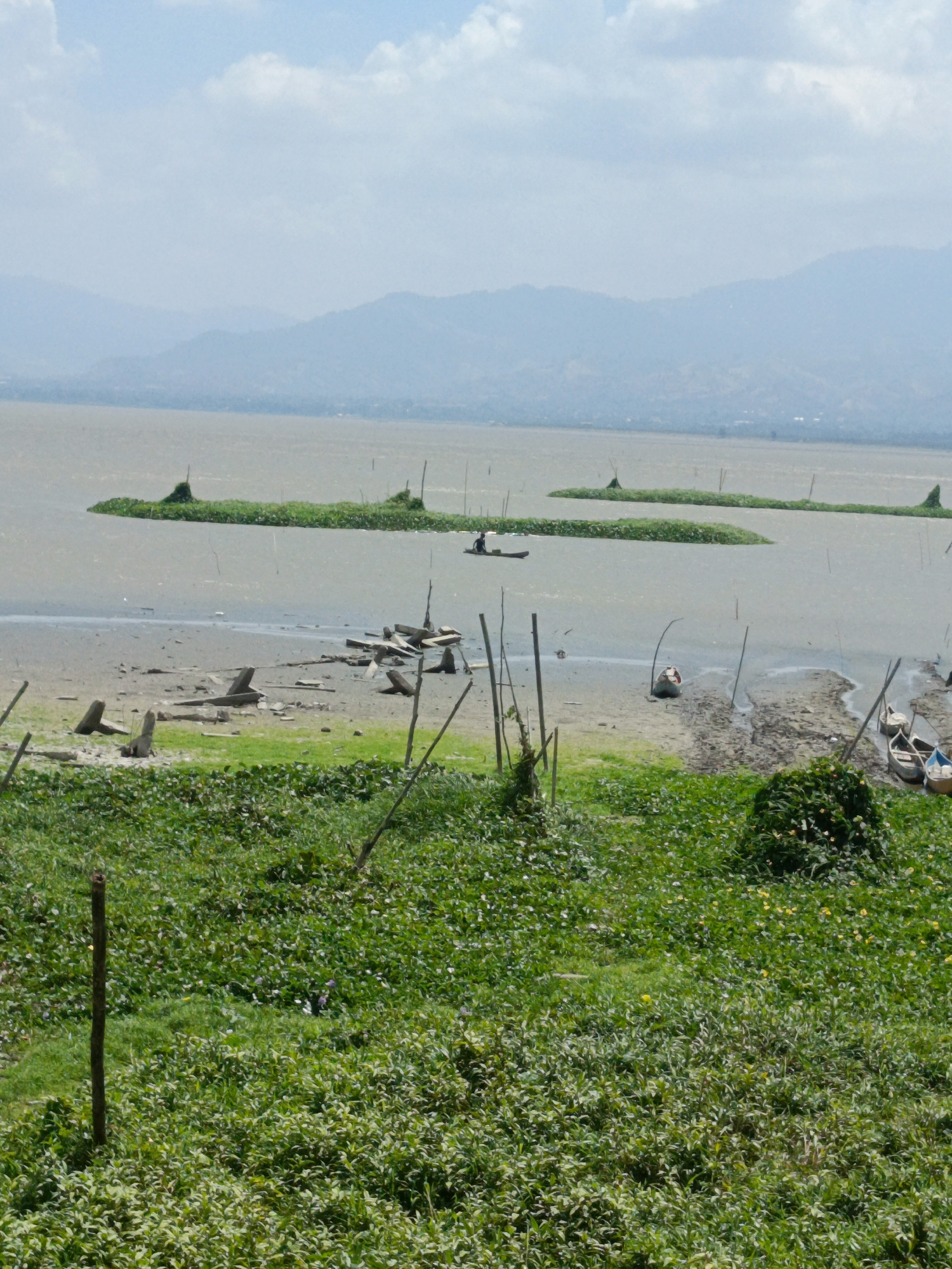 This image depicts a serene waterfront scene, likely from a lake or a large river, with a distant mountain range visible on the horizon under a partly cloudy sky. In the foreground, lush green vegetation covers the ground, interspersed with small yellow flowers. A single wooden post stands vertically in the middle of this verdant area.
The middle ground reveals a muddy shore littered with driftwood and debris. Several wooden poles are sparsely planted in the shallow water and on the bank. The water itself is a muted gray-brown, with patches of green aquatic plants floating on the surface. Two elongated rafts of these plants are prominent.
Further out in the water, a small, dark canoe with a solitary figure is visible. Near the shore, several small boats are moored. One boat is beached on the muddy bank, its hull partially submerged in shallow water. Other boats are closer to the water's edge, some appearing to be of wooden construction and painted in light colors.
The background is dominated by a hazy, vast body of water that stretches to meet a range of distant, softly outlined mountains. The overall impression is one of a tranquil, possibly rural, environment. The mention of the city of Gorontalo, Indonesia, suggests this scene might be located along the shores of Lake Limboto or a related body of water within the Gorontalo province.