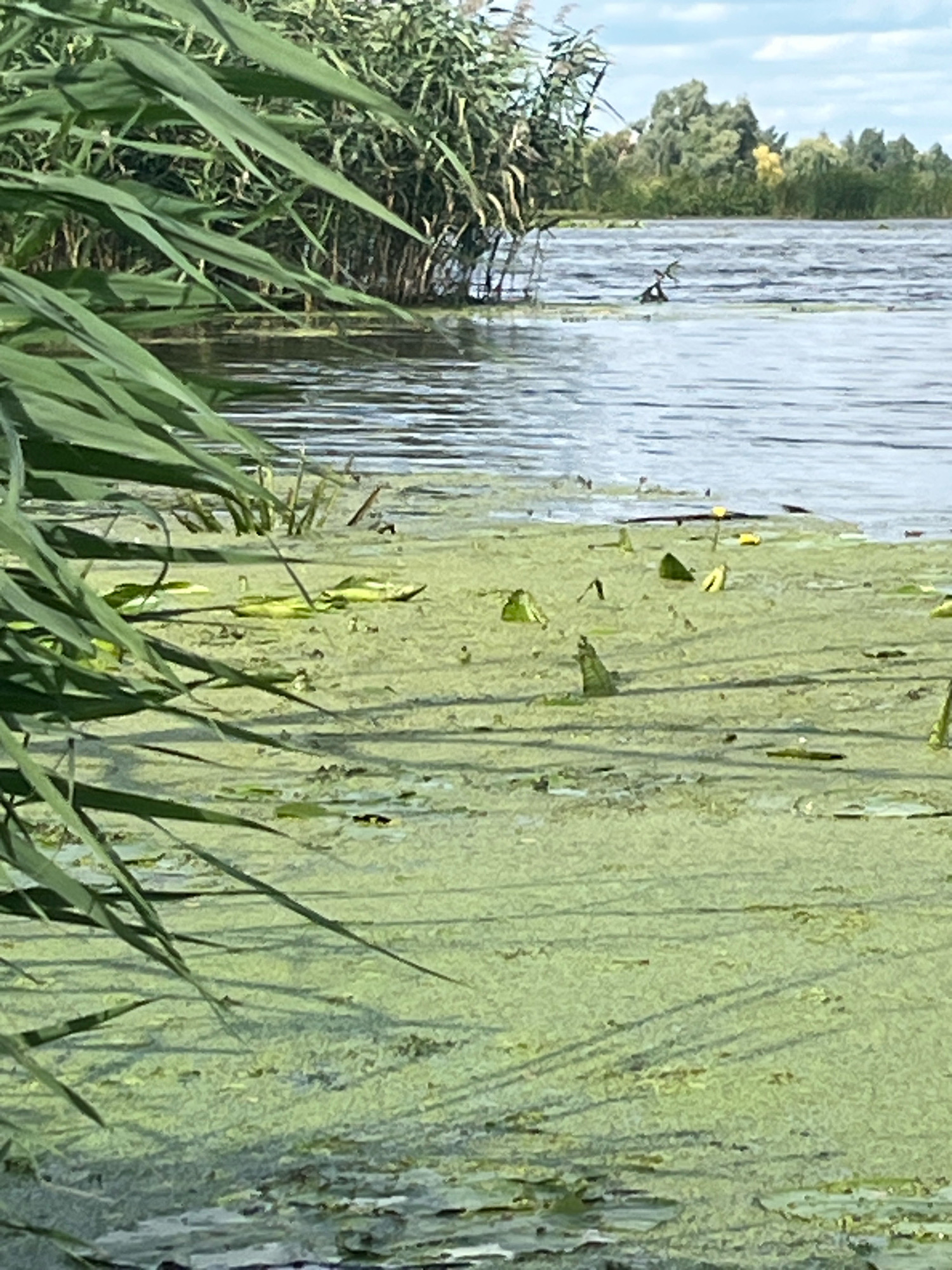 The image shows a body of water with extensive green algae bloom and lily pads. Tall reeds line the edge of the water in the foreground and background. In the distance, trees and a partially cloudy sky are visible. The scene is likely a natural waterway or pond within the city of Vyshenʹky 2, Ukraine.