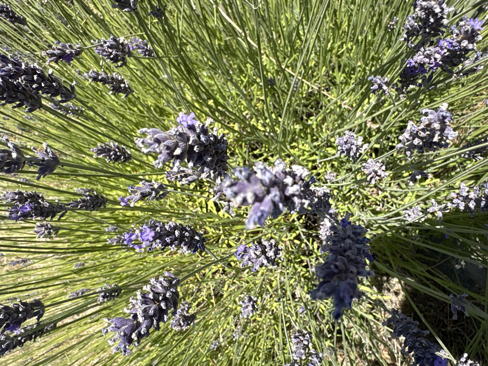 This is a close-up, top-down view of a lavender bush with numerous purple flower spikes and green stems under bright sunlight. The lavender appears to be in bloom. The background consists of more green foliage and some areas of shadow. There are no people, animals, or man-made structures visible in the image. The image does not provide any specific clues about its location within the city of Chelmsford, United Kingdom.