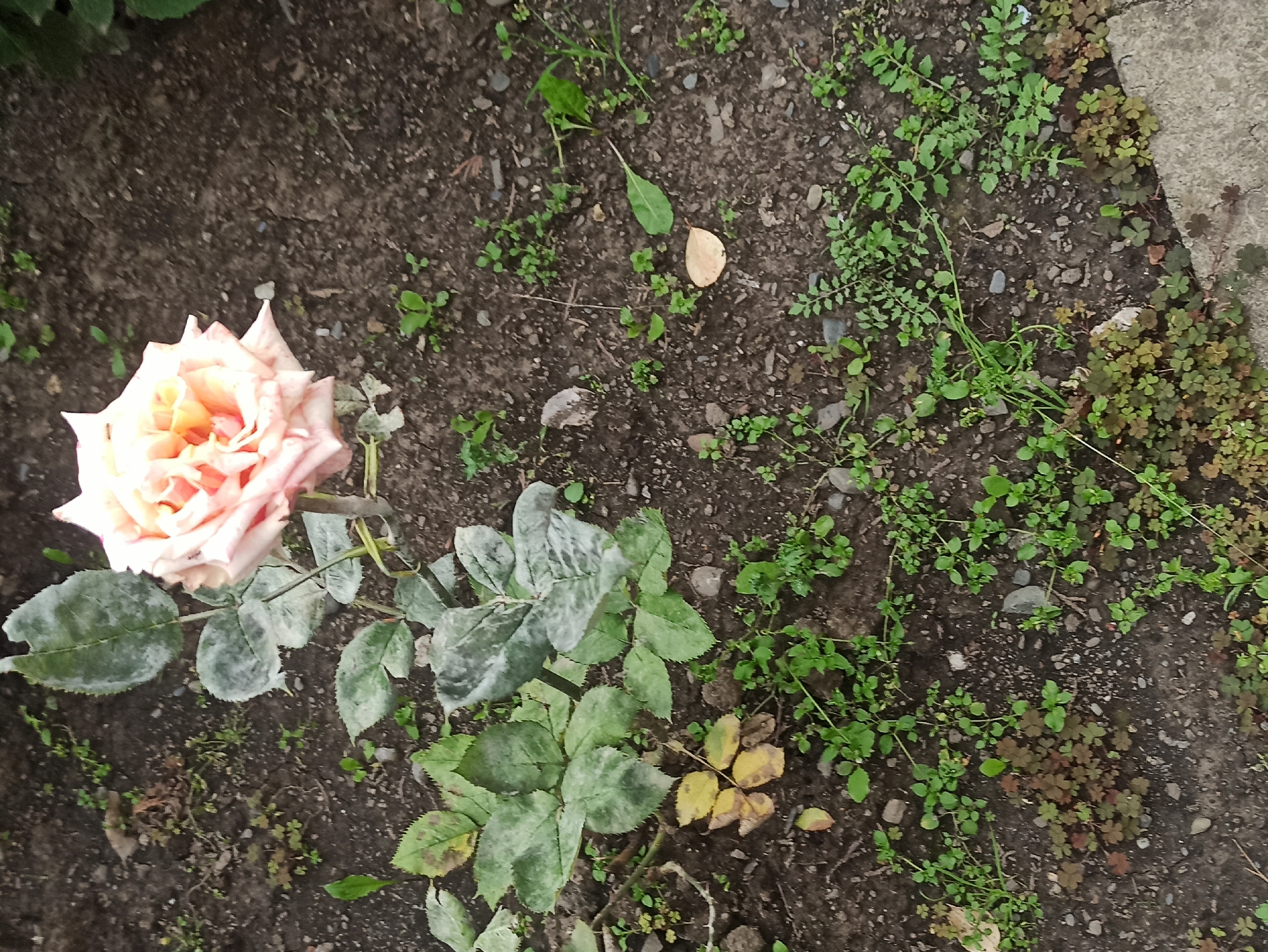 The image shows a single, light pink rose with some faded green leaves on a bed of dark soil. The rose is partially bloomed, with its petals unfurling. The leaves are a mix of healthy green and some with a dusty, pale appearance, suggesting a possible fungal issue or dust. There are also small green weeds and some dry leaves scattered on the ground around the rose. In the upper right corner, a portion of a concrete surface is visible, suggesting the rose might be near a path or patio. The lighting is soft and diffused, indicating it might be a cloudy day or early morning/late afternoon. No people are visible in the image, and no text is present. The overall scene is a close-up view of a rose in a garden setting.