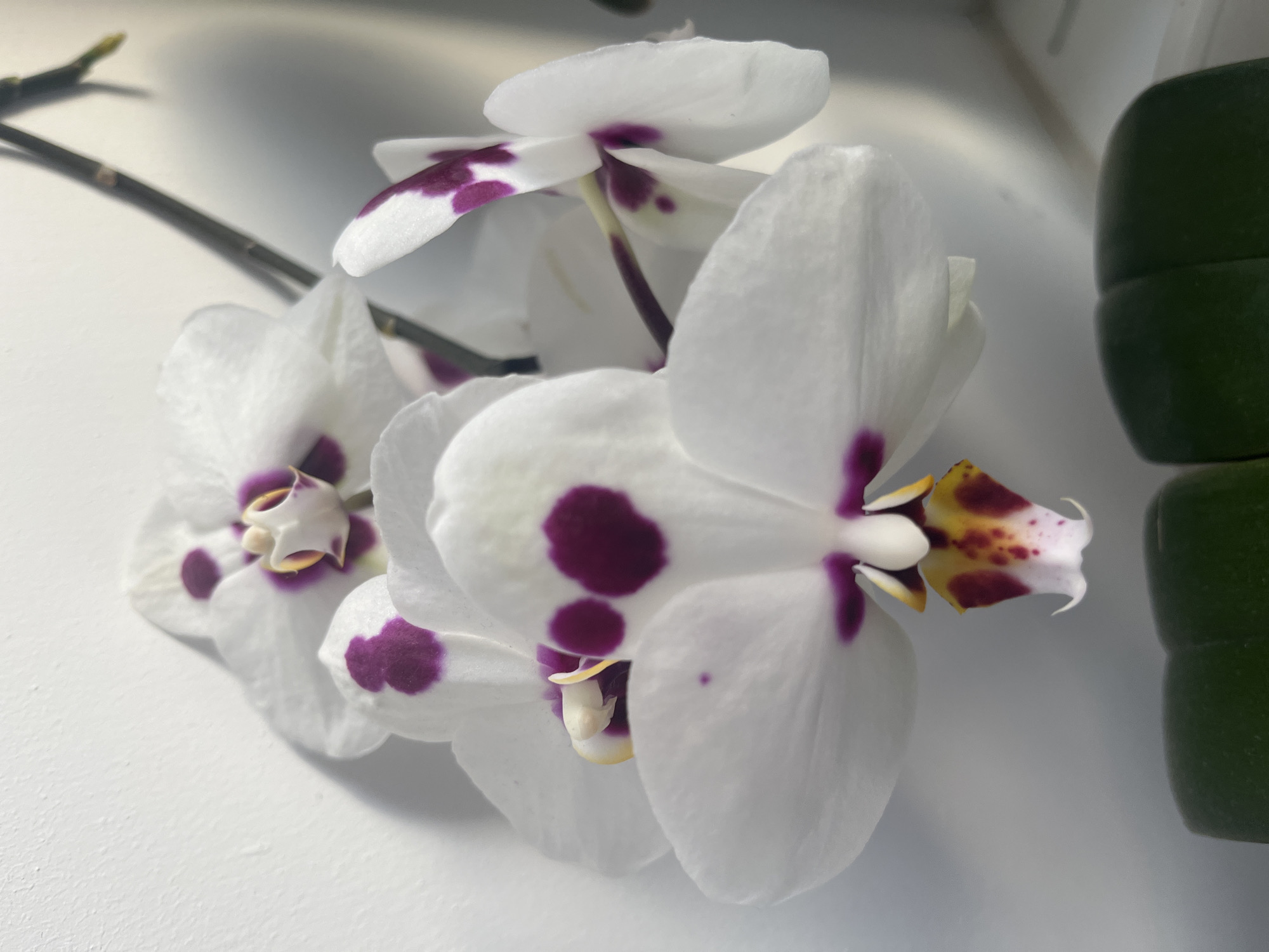 A close-up shows three white orchid blossoms with purple spots, arranged against a white background. One blossom is fully facing the viewer, while the other two are slightly angled to the left. A dark stem extends from the left edge of the image. Adjacent to the blossoms on the right, there are three stacked green, cylindrical objects. The location and city are unknown.