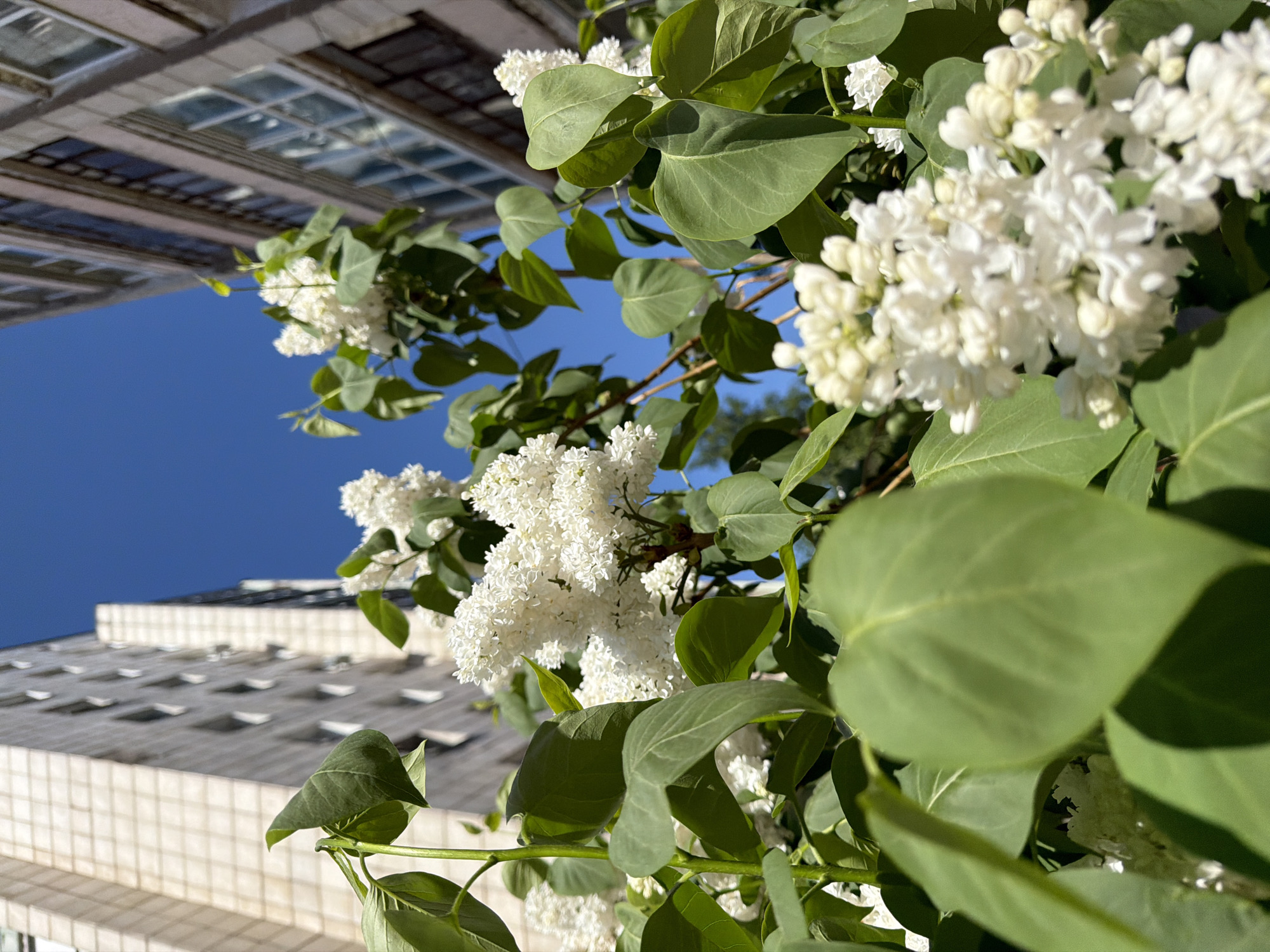 The image shows white lilac blossoms in full bloom against a backdrop of two buildings and a clear blue sky. The buildings appear modern, with the closest one having a white facade and repetitive window patterns. The other building is visible in the top left, seemingly viewed from below and slightly tilted. The image was taken from a low angle, emphasizing the flowers and the sky. The exact location in Chaikovsky, Russia cannot be determined from the image alone, but the presence of modern architecture and blooming lilac suggests a city park or garden setting within the urban area. There are no people visible.