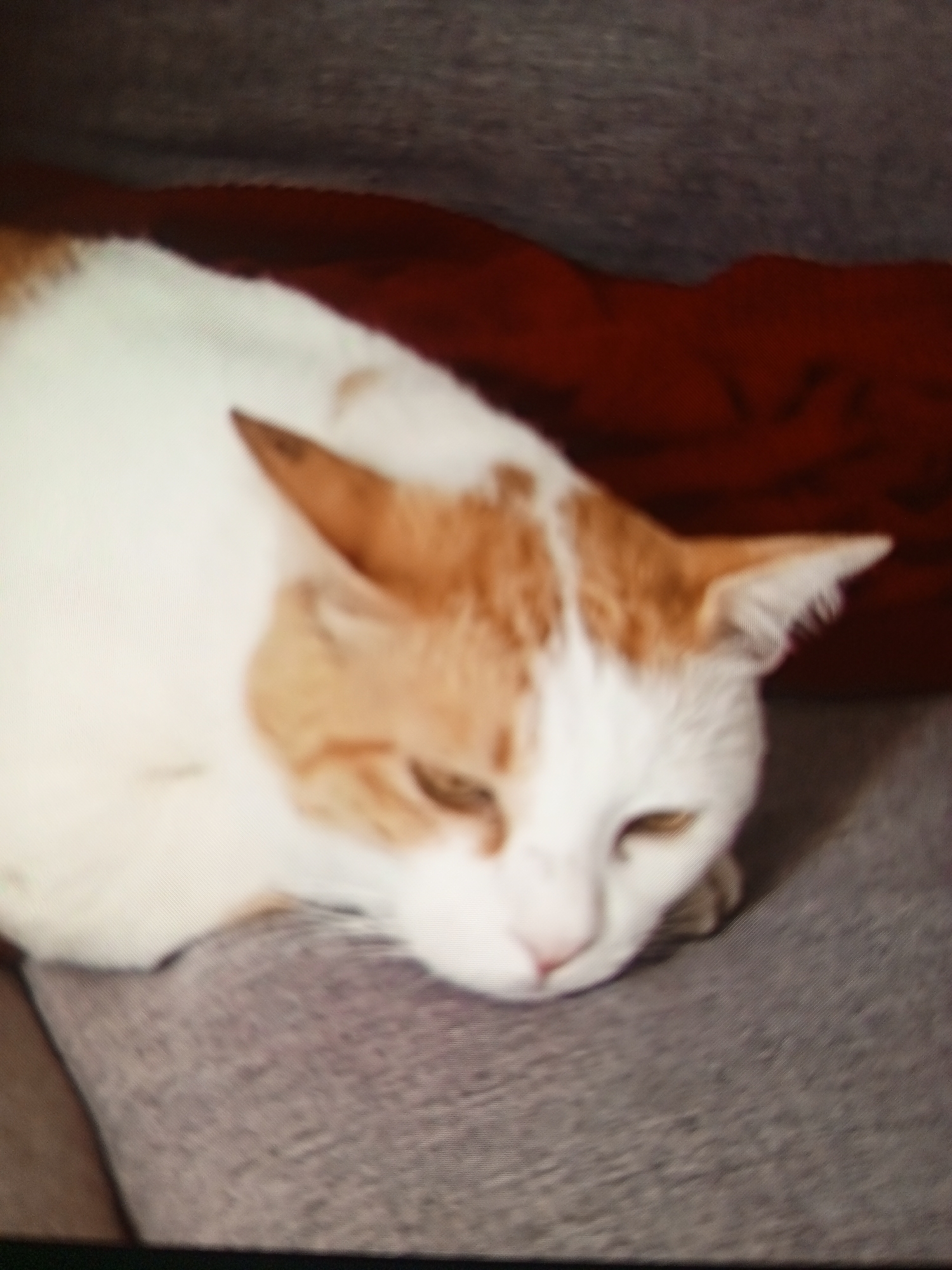 A white cat with orange patches is lying on a gray surface, possibly fabric. A blurred, dark red object is behind the cat. The location of the photo is unknown. The image does not contain location of Baan Chaloklum, Thailand, or essential details about people, subjects, objects, actions, interactions, and the environment.