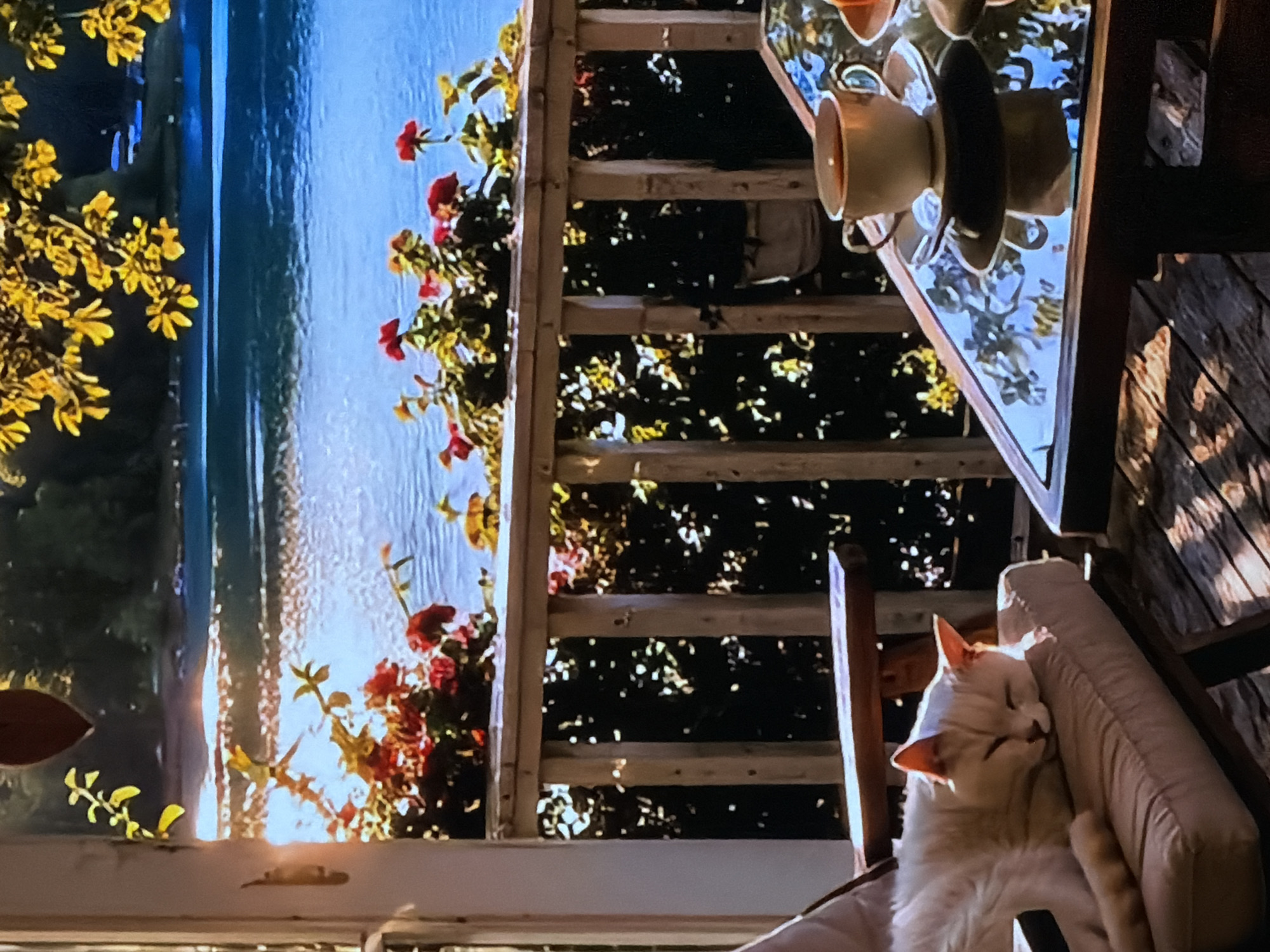The image, rotated vertically, depicts a tranquil domestic scene in what appears to be a cozy indoor or semi-enclosed space, located in Sofiivska Borshchahivka, Ukraine.
The primary subject is a white cat with slightly pink ears, peacefully sleeping or resting in a light-colored, cushioned armchair on the lower right side. The cat is bathed in warm, golden sunlight, suggesting either late afternoon or early morning.
To the upper right, a wooden table holds several cups and saucers, one inverted, reflecting the bright scene in front of it. This reflected scene, which dominates the left and central parts of the image, is displayed on what appears to be a large television or monitor screen. The screen shows a vibrant outdoor vista: a calm, blue body of water, likely a sea or large lake, reflecting a golden sunset or sunrise. In the foreground of this displayed scene are lush green plants with bright red flowers, possibly in a hanging basket, and to the far left, bright yellow foliage. A wooden railing is also visible within the screen's view, separating the immediate foreground from the water.
Outside the area of the screen, particularly in the center and upper right, dark foliage with dappled sunlight indicates real outdoor greenery, visible through a window or opening. The overall atmosphere is one of peace and comfort, with warm lighting creating a serene mood. There is no visible text in the image.