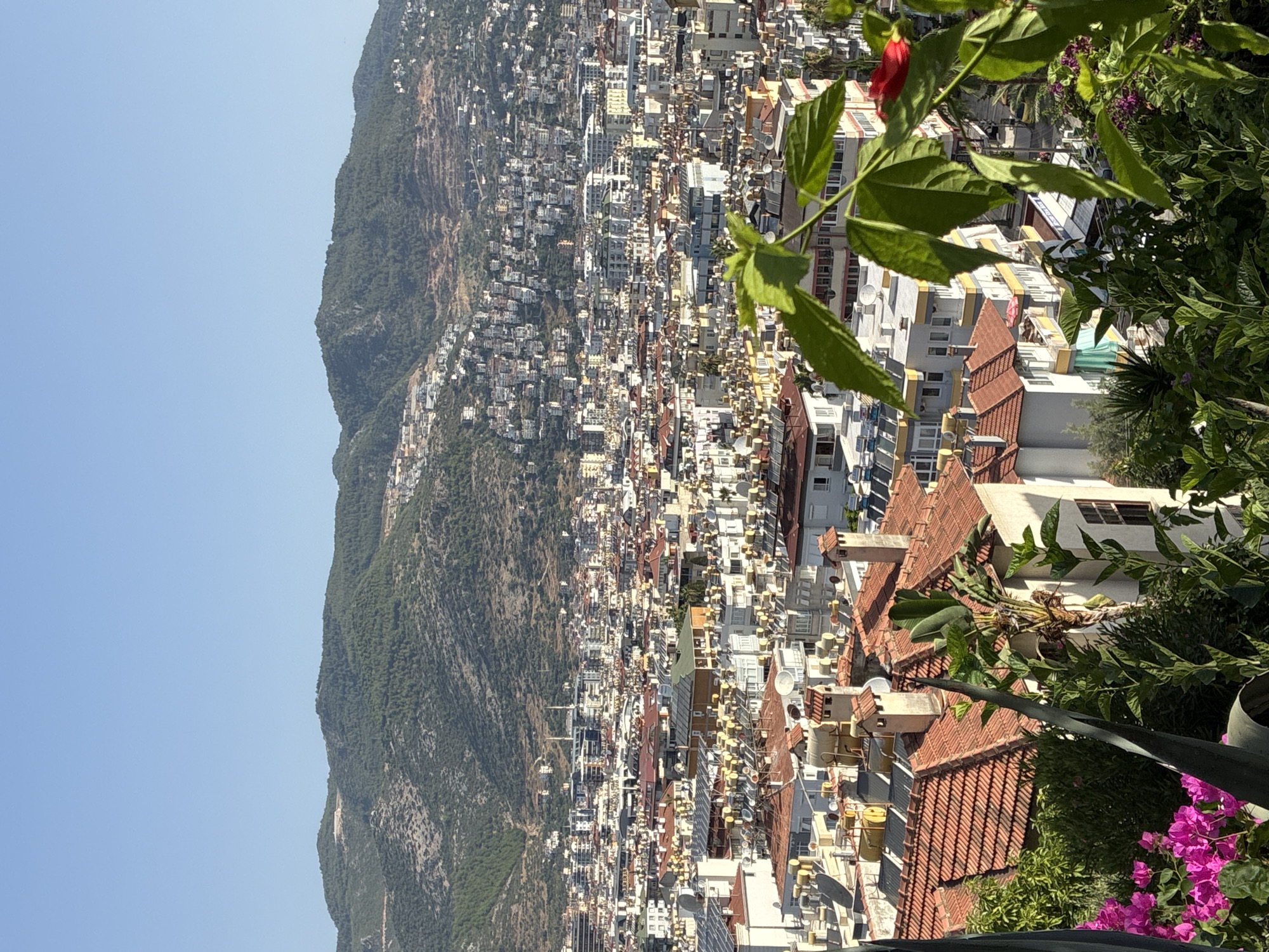The image shows a panoramic view of Alanya, Turkey, with a dense cityscape filling the midground and a verdant, hilly landscape in the background. The foreground features lush green foliage and vibrant pink bougainvillea flowers, partially obscuring the view.
The city is characterized by a multitude of buildings with red-tiled roofs and white or light-colored facades. Many rooftops are equipped with solar water heaters, evident as numerous circular tanks and panels. The buildings are tightly packed, cascading down the slopes towards the sea, although the sea itself is not visible in this frame. The architecture suggests a Mediterranean or similar climate.
In the distance, a large, tree-covered mountain range dominates the horizon. The slopes of the mountain are dotted with scattered houses and buildings, indicating the expansion of the urban area up the hillsides. The sky is clear and a bright, cloudless blue, suggesting a sunny day. No people are directly visible in the image, and no specific actions or interactions are depicted. The scene captures a typical urban and natural landscape of a coastal city in a warm climate.