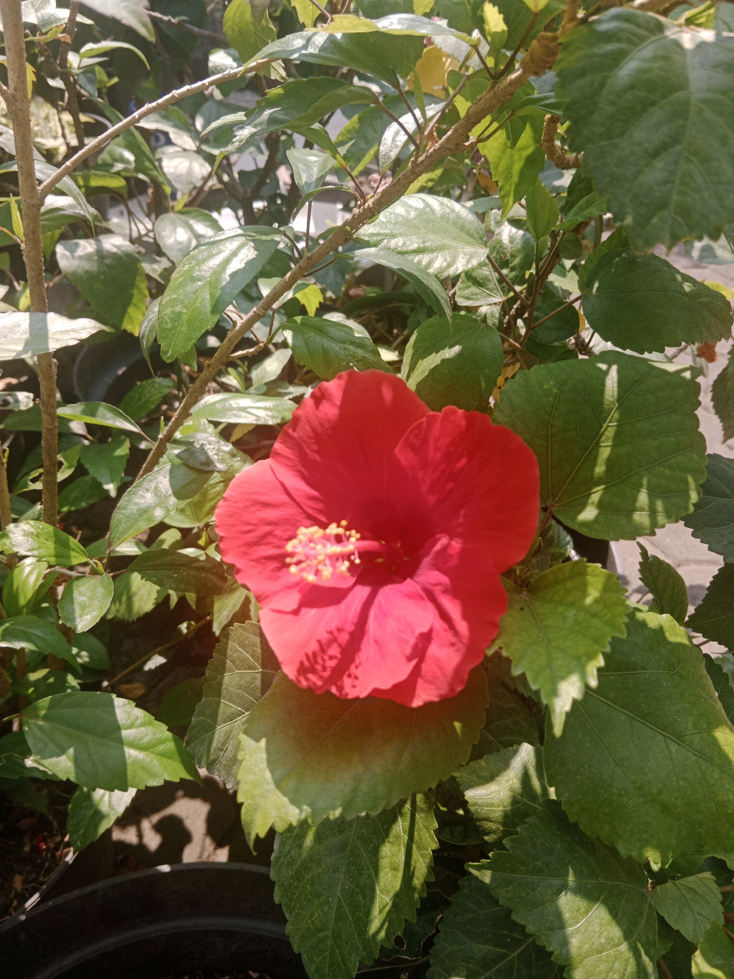 This is a close-up, outdoor, eye-level shot of a vibrant red hibiscus flower in full bloom. The flower is the central focus, with its five petals spread wide and its stamen clearly visible, tipped with yellow pollen. The flower is surrounded by lush green hibiscus leaves, some of which are catching the sunlight, creating highlights and shadows. The plant appears to be in a pot, suggested by the dark rim visible at the bottom of the frame, and is likely situated in a garden or nursery in the city of Yogyakarta, Indonesia, given the quality of light and the tropical foliage. The overall impression is one of natural beauty and health.