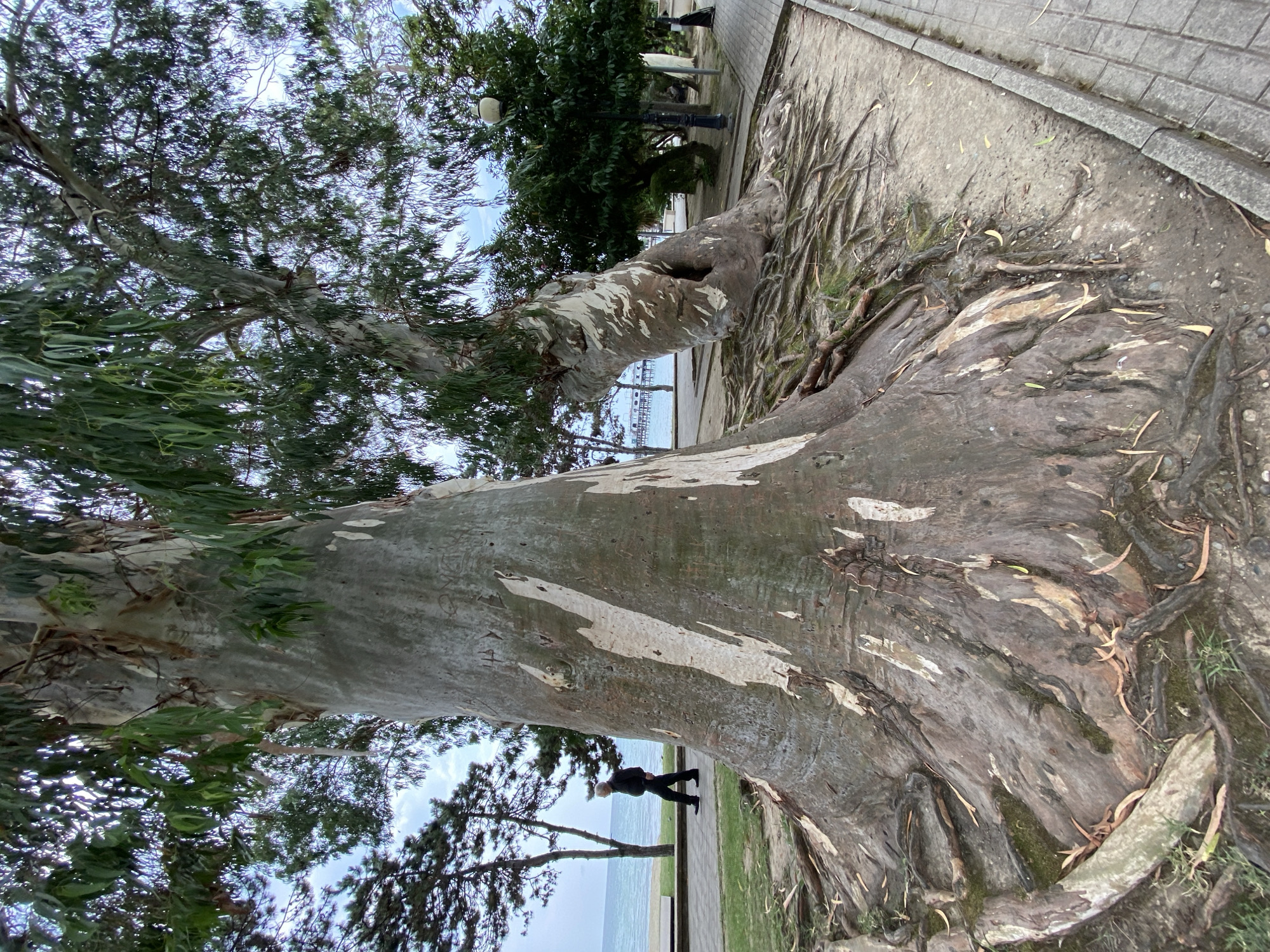 A large, old eucalyptus tree with visible, gnarled roots dominates the foreground of this image. Its trunk is textured with peeling bark in patches of white and gray. To the left, a man in dark clothing walks along a paved pathway beside a grassy area. Beyond the pathway, a tranquil sea is visible, with a pier stretching out into the water in the distance. The background features more trees, including a line of pine trees closer to the sea, and a street lamp. The scene appears to be a park or promenade area in Sokhumi, Abkhazia, likely near the coast.