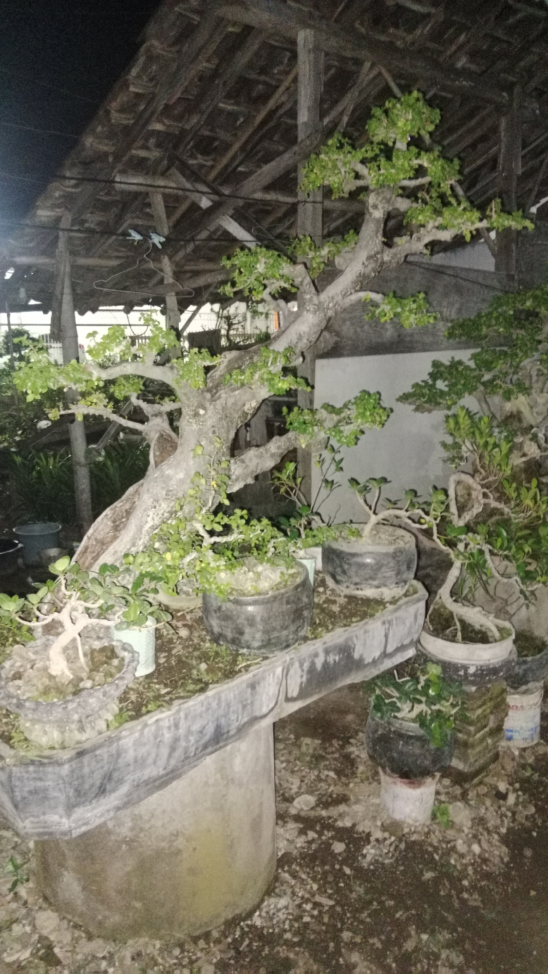 This image shows a collection of bonsai trees under a rustic, covered structure. The structure appears to be outdoors, with a wooden beam and tile roof supported by wooden posts. The bonsai are in various pots, some dark and round, others lighter and cylindrical. The largest bonsai, in the center, has a thick, gnarled trunk and branches extending upwards and outwards, with lush green leaves. Other smaller bonsai are arranged around it. The ground is covered with soil and debris. In the background, a wall and some greenery are visible. There are no people in the image. The scene suggests an outdoor nursery or a private collection of bonsai trees in Pondok Kelor, Indonesia.