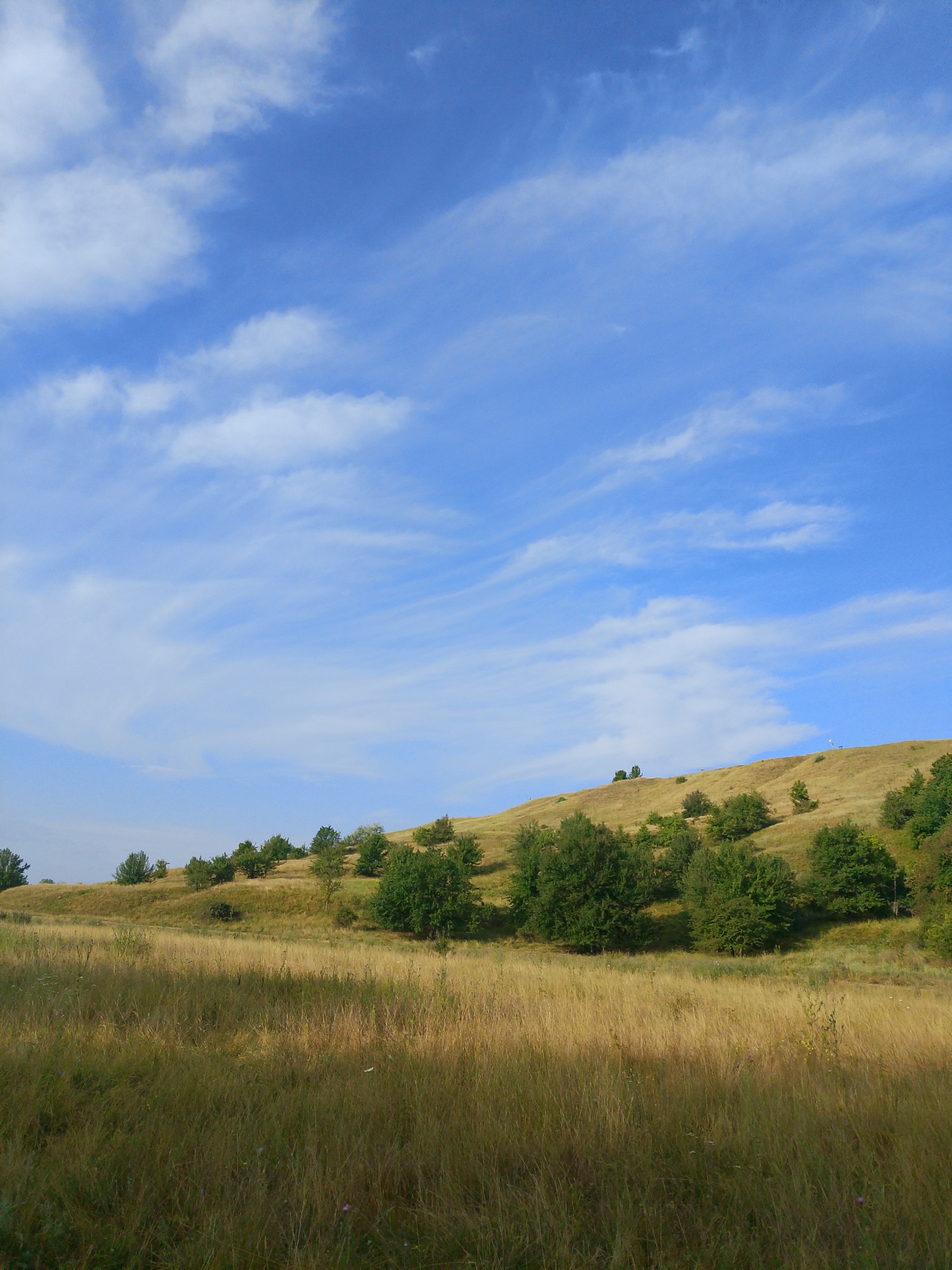 A wide, low-angle, eye-level, naturalistic shot captures a golden meadow in the foreground with a rolling, tree-dotted hillside in the background, all under a bright blue sky with wispy white clouds. The foreground is filled with sun-drenched, tall, dry grasses. The hillside is covered in shorter, yellowed grasses and scattered trees of varying heights and densities. The sky occupies the top half of the frame, transitioning from a deep blue at the top to a lighter blue near the horizon. The scene is tranquil and appears to be a rural or natural landscape.