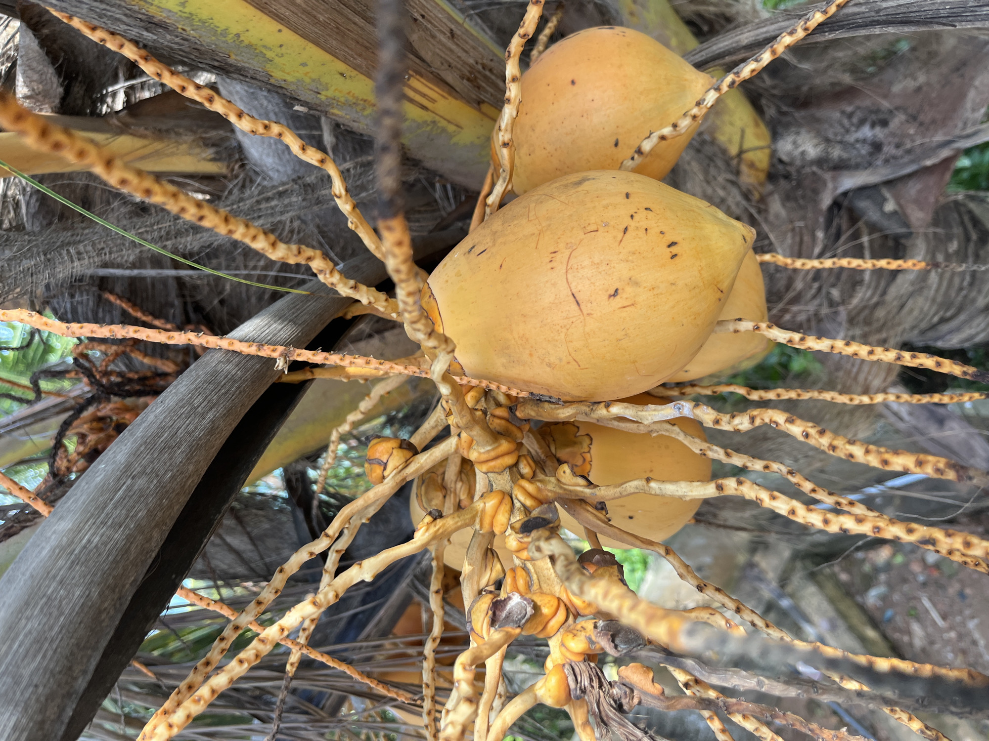 A close-up shot captures a cluster of young, yellow coconuts hanging from a palm tree branch. The coconuts are oval-shaped and smooth, with a few faint brown markings scattered across their surfaces. They are attached to the tree by thin, dried-out stems that twist and turn, creating a tangled network. The background is a blur of greens and browns, suggesting lush foliage and the textured bark of the palm tree. The lighting is natural, highlighting the vibrant yellow of the coconuts. This scene is located in Matara, Sri Lanka.