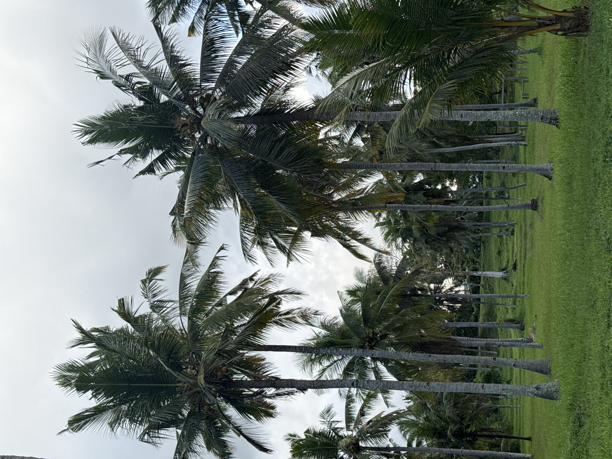 The image shows a row of palm trees in an open field. The trees are lined up in rows and columns. The sky is visible through the trees. The location is Unknown, Unknown.