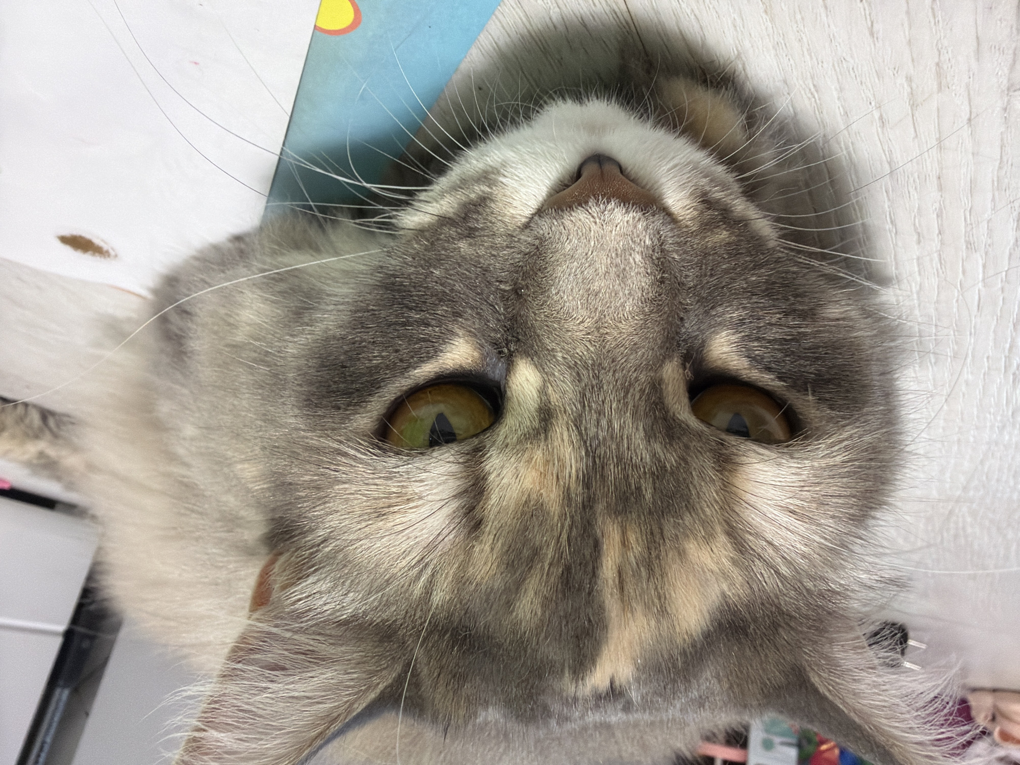 A close-up, eye-level, forward-facing shot shows a cat lying on a light-colored wooden floor. The cat's head is the primary focus, with its body fading into the background. Its fur is a mix of gray, cream, and orange tabby markings. The cat's eyes are a prominent feature, with golden irises and dark pupils, and they are looking directly at the camera. Long, white whiskers extend from the cat's muzzle. Part of a blue and white object, possibly a book or paper, is visible in the lower right corner of the frame, under the cat's chin and right whisker. The background is blurred, but appears to be an indoor setting with hints of furniture and other household items. There is no indication of the city or any specific location.