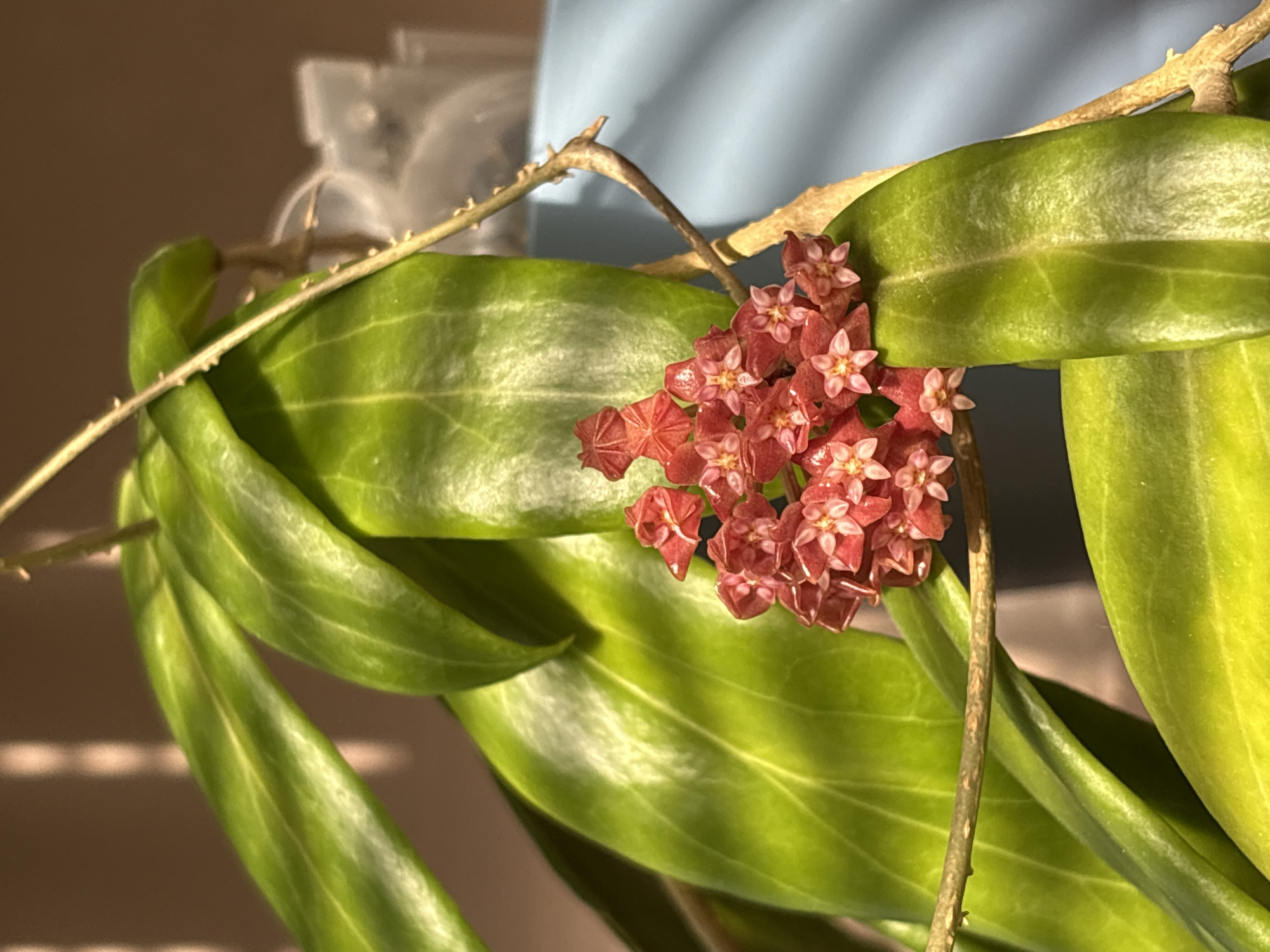 A close-up shot captures a cluster of small, reddish-pink flowers growing from a plant with long, green leaves. The plant is indoors, with natural light creating highlights on the leaves. Behind the plant, there's a blurred blue object and a beige-colored wall. The location is Unknown, Unknown.