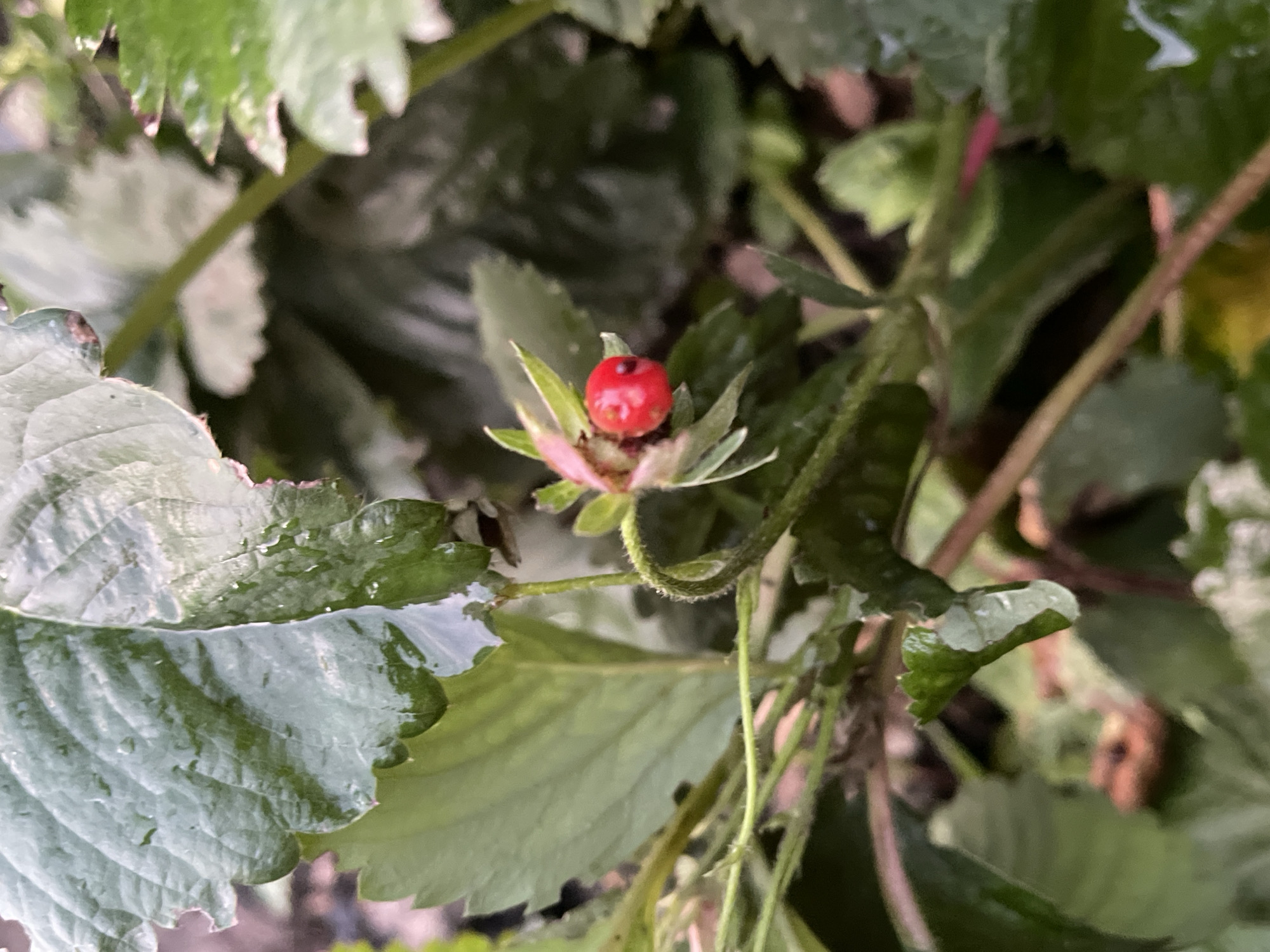 This image captures a close-up of a strawberry plant in the city of Sredny, Russia. A single, small, bright red strawberry is visible, positioned centrally in the frame. It is surrounded by the plant's dark green leaves, some of which appear wet, reflecting light. The leaves are serrated along the edges and show a textured surface. The stem of the strawberry is thin and green, with fine hairs. The background consists of more blurred foliage, suggesting a garden or natural outdoor setting.