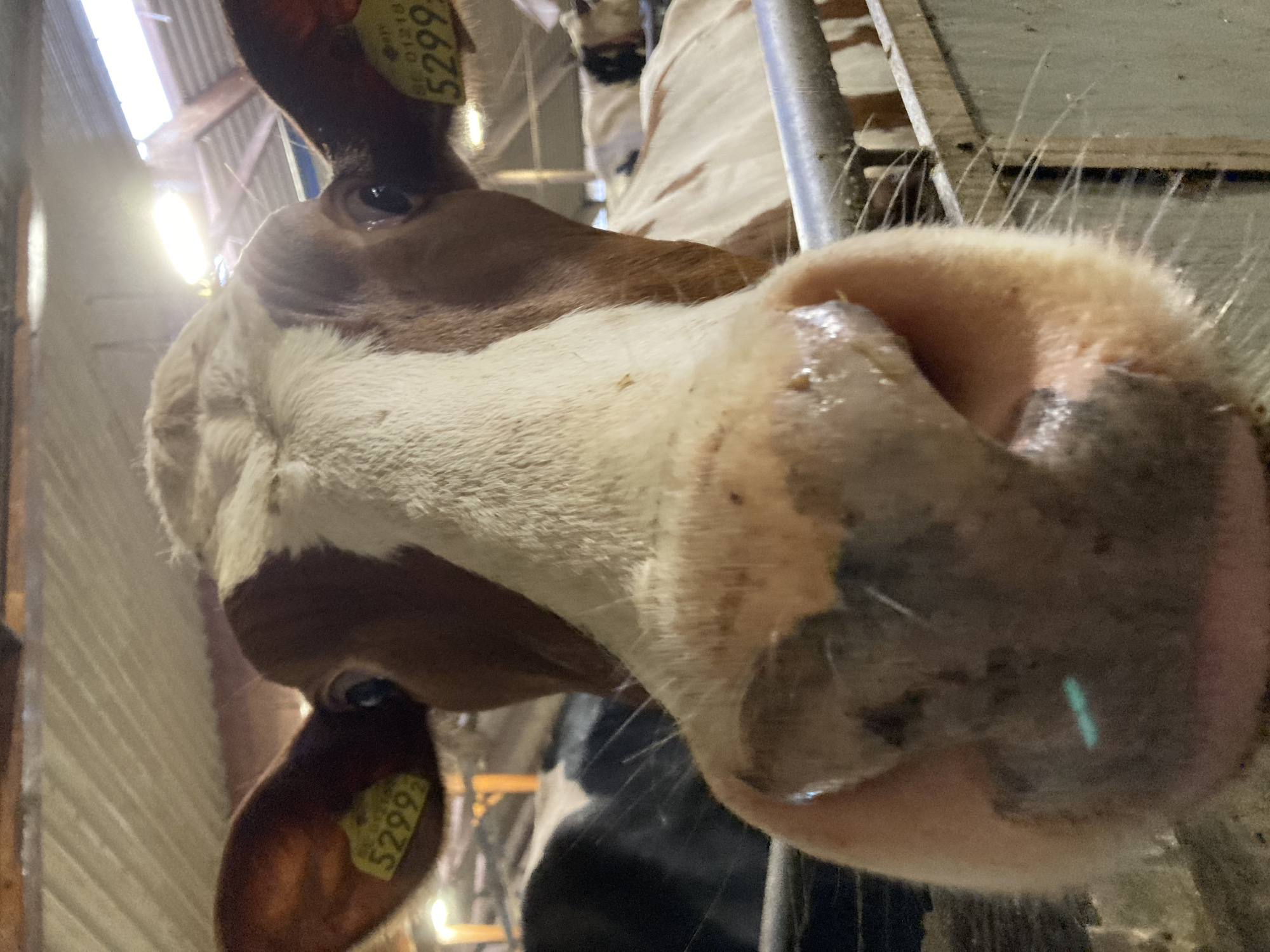 A close-up, low-angle, eye-level shot shows the face of a brown and white cow with its nose filling the foreground. The cow's nostrils are prominent and appear wet. The cow's face is mostly white with brown markings around its eyes and ears. A yellow ear tag with the number "5299" is visible on its left ear. Another ear tag, partially obscured, is visible on its right ear. The cow is in a barn, indicated by the wooden and metal fencing and the corrugated metal roof. Other cows are visible in the background, some partially obscured. The lighting suggests it is daytime, with light coming from above, likely from skylights in the roof. There are no people or any other animals visible in the frame. The scene appears to be a dairy farm located in the rural outskirts of Kalmar, Sweden.