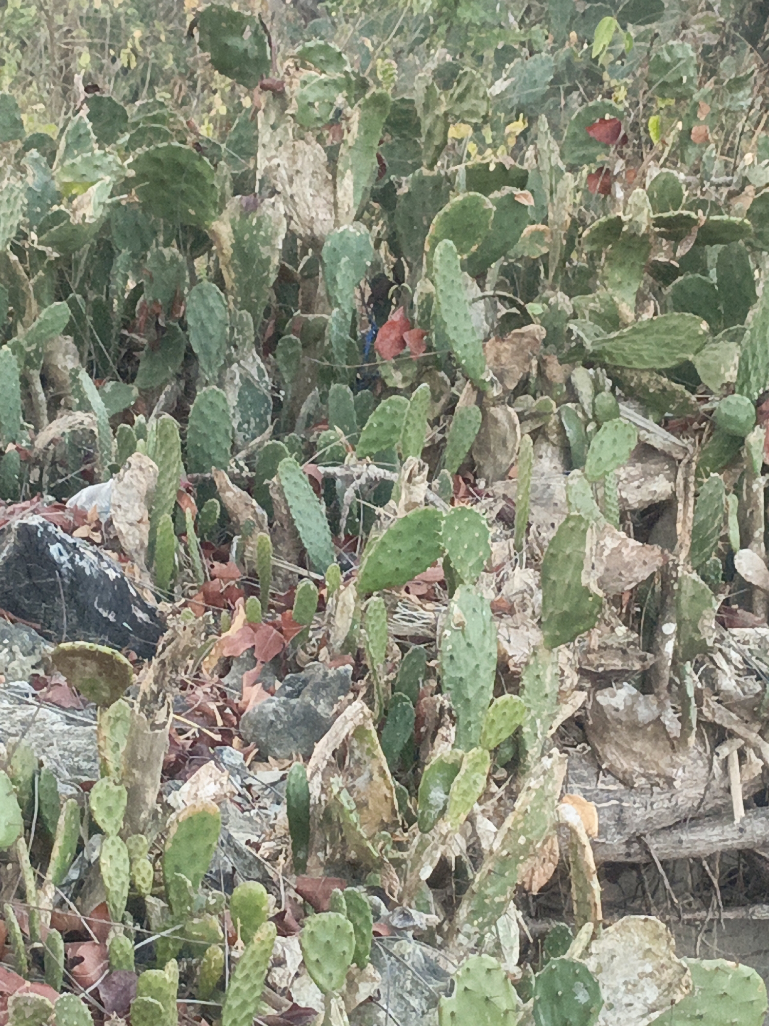 A dense patch of prickly pear cacti is visible in the Solor Barat region of Indonesia. The cacti are varied in size and color, with some appearing healthy green and others showing signs of dryness and discoloration. Amongst the cacti, fallen leaves in shades of brown and red litter the ground. Rocks and dried branches are interspersed throughout the scene, contributing to the arid, natural environment. The image is a close-up view, focusing on the texture and detail of the cacti and their surroundings.