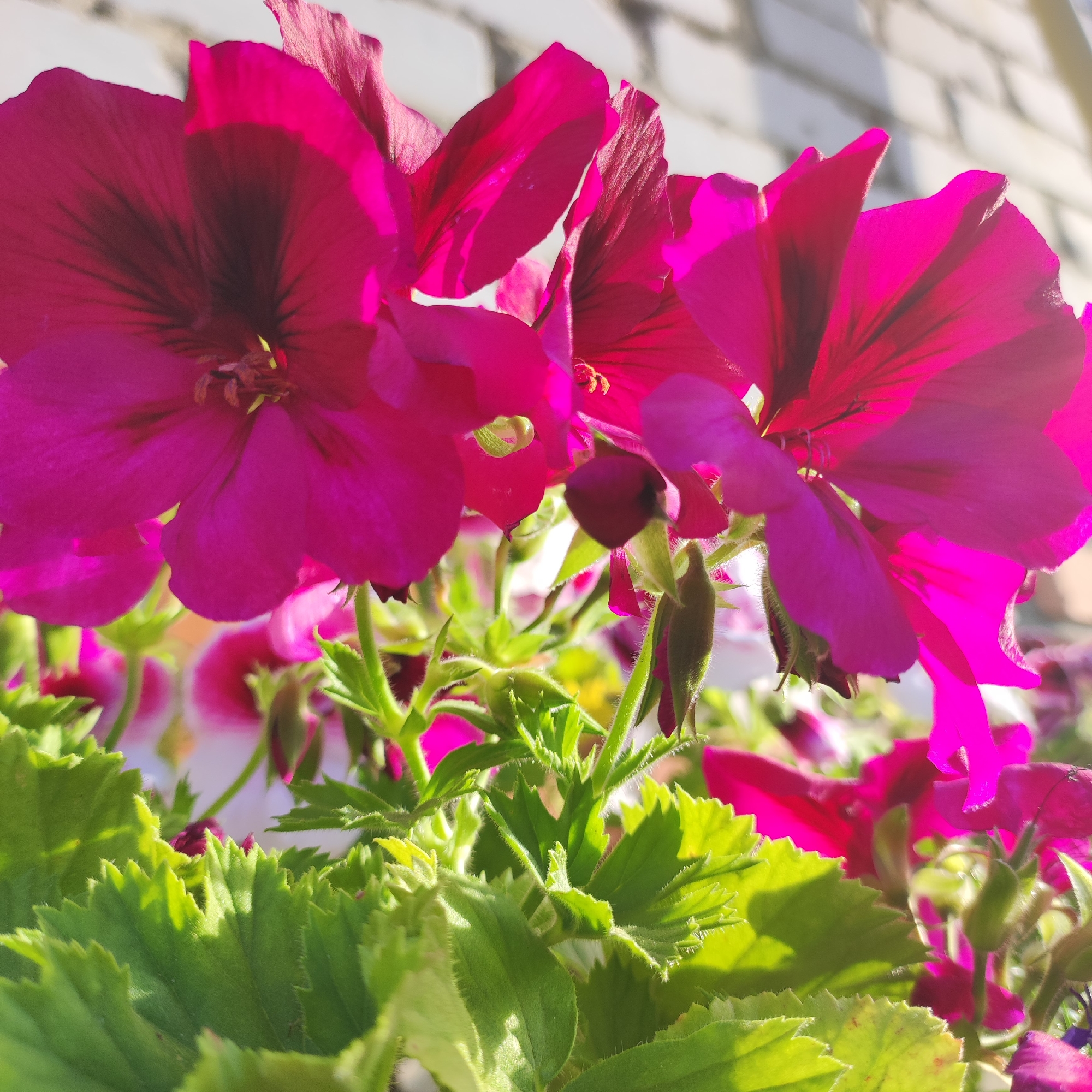 This media file features a close-up shot of vibrant magenta geranium flowers with dark centers. The flowers are in full bloom, with some petals slightly unfurling to reveal the delicate stamens within. The sharp focus is on the foreground flowers and their lush green, serrated leaves. In the background, a brick wall, likely white or light-colored, is visible, suggesting an outdoor setting. The lighting indicates it is daytime, with sunlight casting shadows and highlighting the textures of the petals and leaves. The overall impression is one of natural beauty and the freshness of a garden. No people are visible, nor any text. The scene appears to be set in Navoloki, Russia.