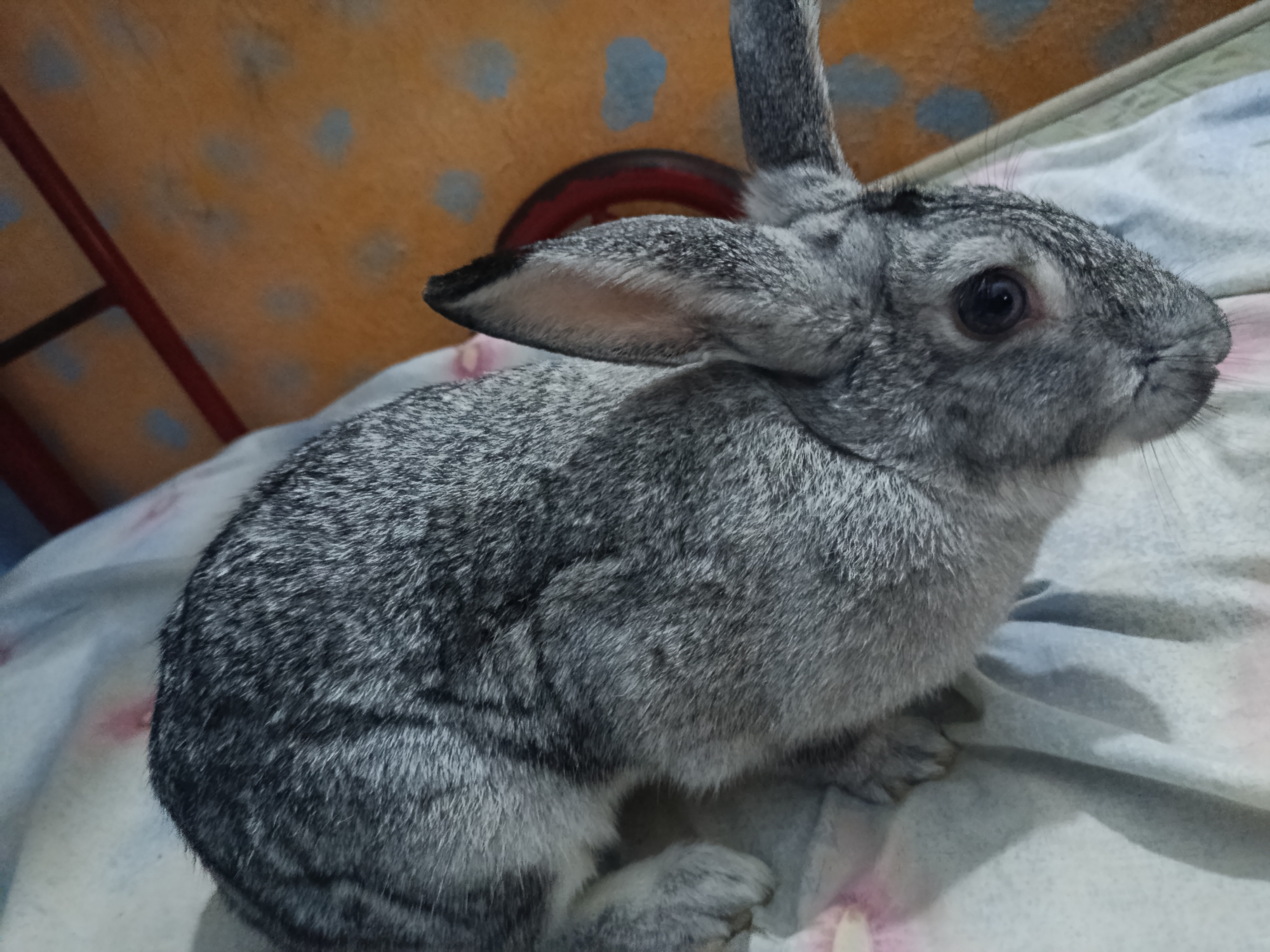 A gray rabbit sits on a wrinkled, light-colored sheet. The background consists of a chair frame with a red circular part and a wall with an orange and blue patterned design. The rabbit is facing right and slightly forward, its ears erect. The location is not discernible from the image.