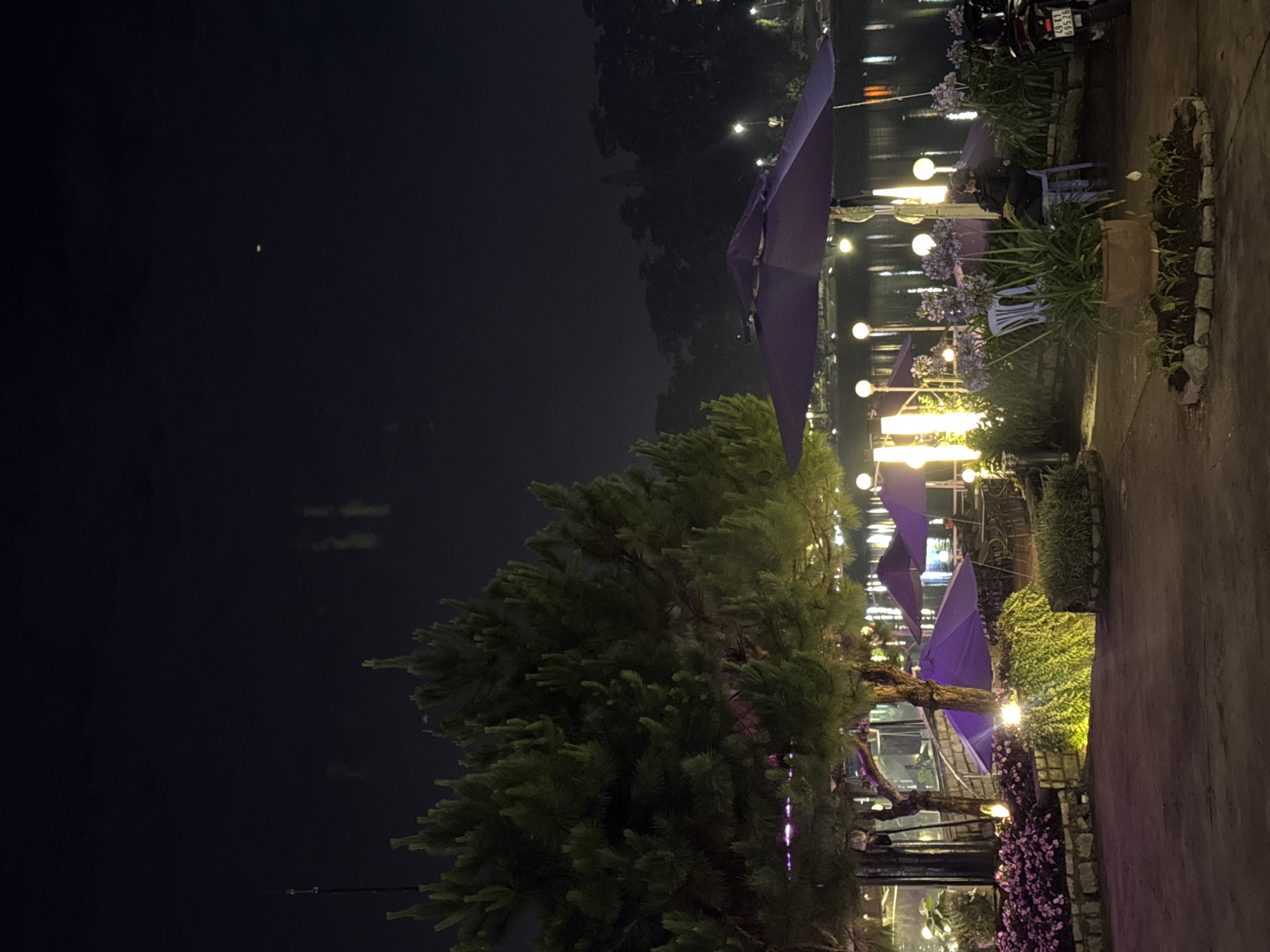 The image captures a night scene in Da Lat, Vietnam. A large pine tree dominates the left foreground, partially obscuring a lakeside view. Along the water's edge, there are several purple umbrellas shading outdoor seating areas. Strings of round, glowing lights illuminate the area, casting reflections on the lake's surface. The ground is paved and bordered by plants and flowers. A person sits on a chair by a plant. A parked motor vehicle is at the top right. The sky above is dark, with a small light point, possibly a star. The overall ambiance is one of evening relaxation and a peaceful outdoor setting.