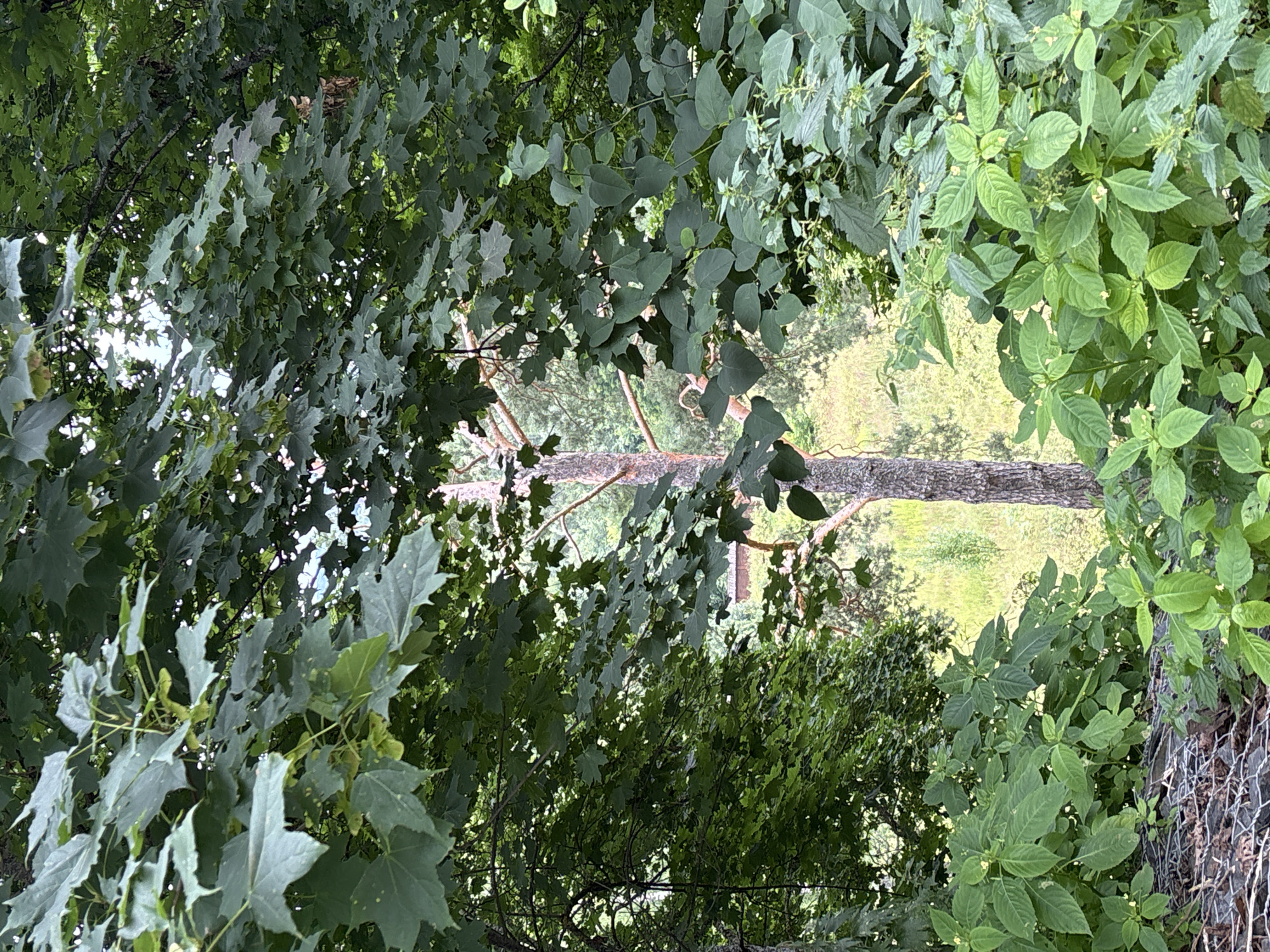 In the city of Zvenigorod, Russia, a vertical, full-frame shot presents a dense, verdant natural scene, framed by lush green foliage in the foreground and midground. The dominant elements are various types of trees and plants, creating a layered effect. In the immediate foreground, a variety of green leafy plants, some with small yellow flowers, are visible. Below these plants, a textured surface of interwoven wire mesh and dark, rough stones is partially obscured.
Further into the scene, a tall, slender pine tree stands prominently in the center, its light-colored bark a contrast to the surrounding greenery. Its branches extend upwards, partially visible through the dense canopy of broader, darker green leaves, likely from a maple tree, which dominates the upper portion of the image.
Beyond the trees and foliage, a glimpse of a light-colored, open area, possibly a field or meadow, can be seen. In the distance, a low-lying structure with a brown roof is visible, partially obscured by trees. The lighting suggests an overcast or shaded day, with diffused light illuminating the scene. No people or animals are discernible.