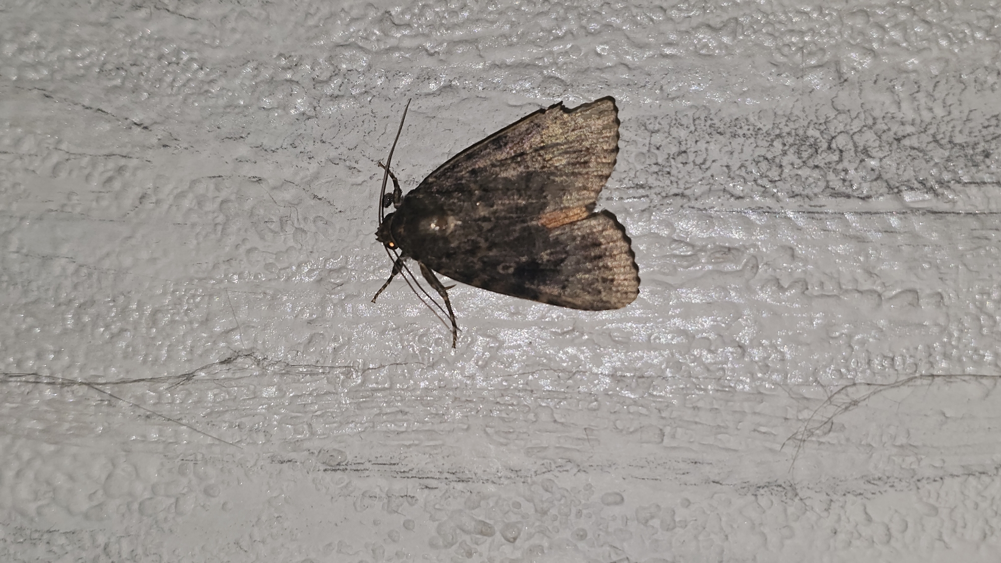 A dark-colored moth is perched on a rough, textured, off-white surface, likely a wall, in Roßleben, Germany. The moth's wings are folded, revealing intricate patterns and a patch of reddish-brown on the hindwings. Its antennae are extended, and its eyes appear to reflect light with an orange glow. The textured surface of the wall has vertical streaks and a bumpy, uneven consistency, with a few fine dark hairs scattered across it. The lighting in the image suggests it was taken at night or in low-light conditions.