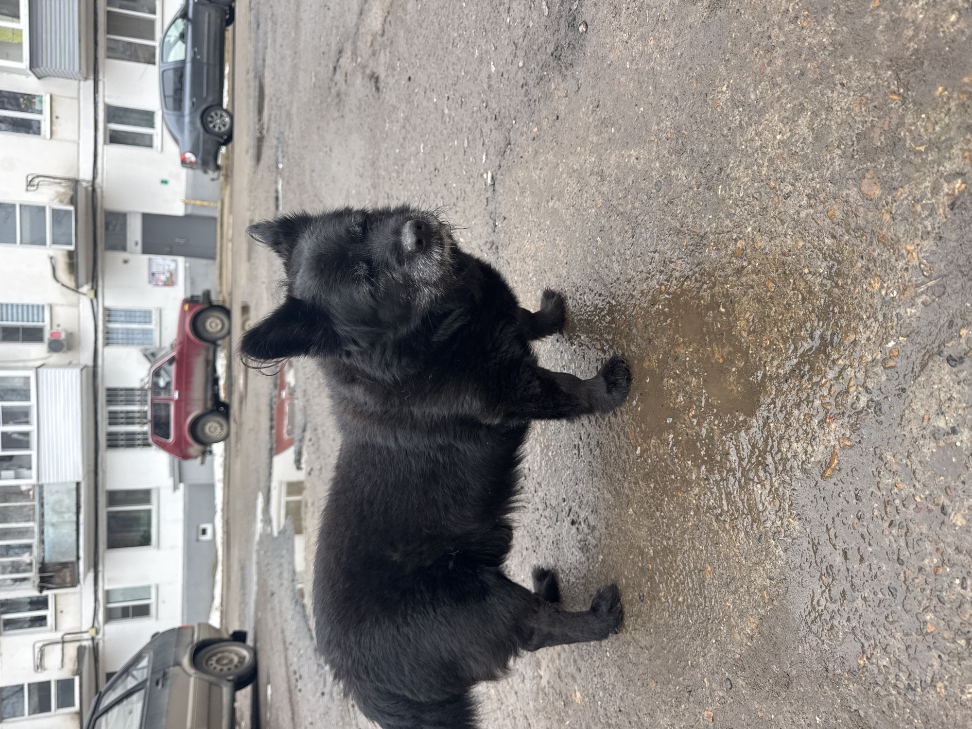 A black dog stands on a wet, asphalt surface in an urban environment in Chaikovsky, Russia. Cars and an apartment building can be seen in the background.