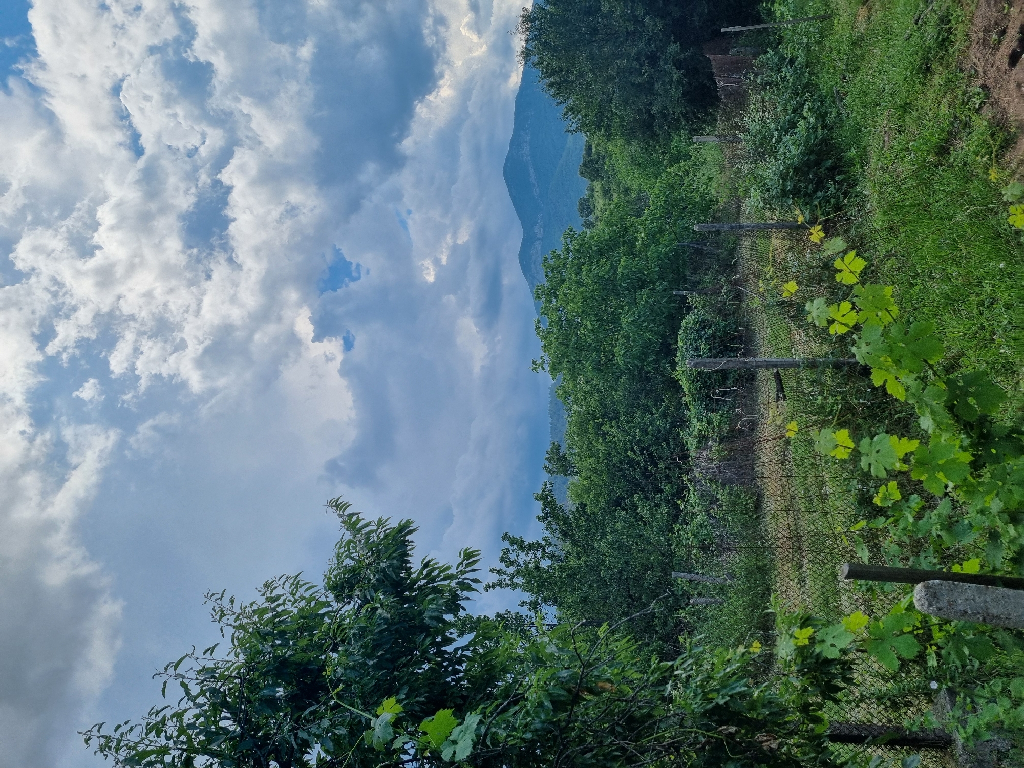 The image depicts a rural landscape with a mountainous backdrop. In the foreground, a wire fence encloses an area with various types of vegetation, including trees, bushes, and vines. The sky is partly cloudy with dramatic formations. The scene appears to be a natural environment, possibly a garden or a field, located in the village of Dabravka, Bulgaria. There are no people or animals visible in the image. The overall impression is one of natural beauty and tranquility.