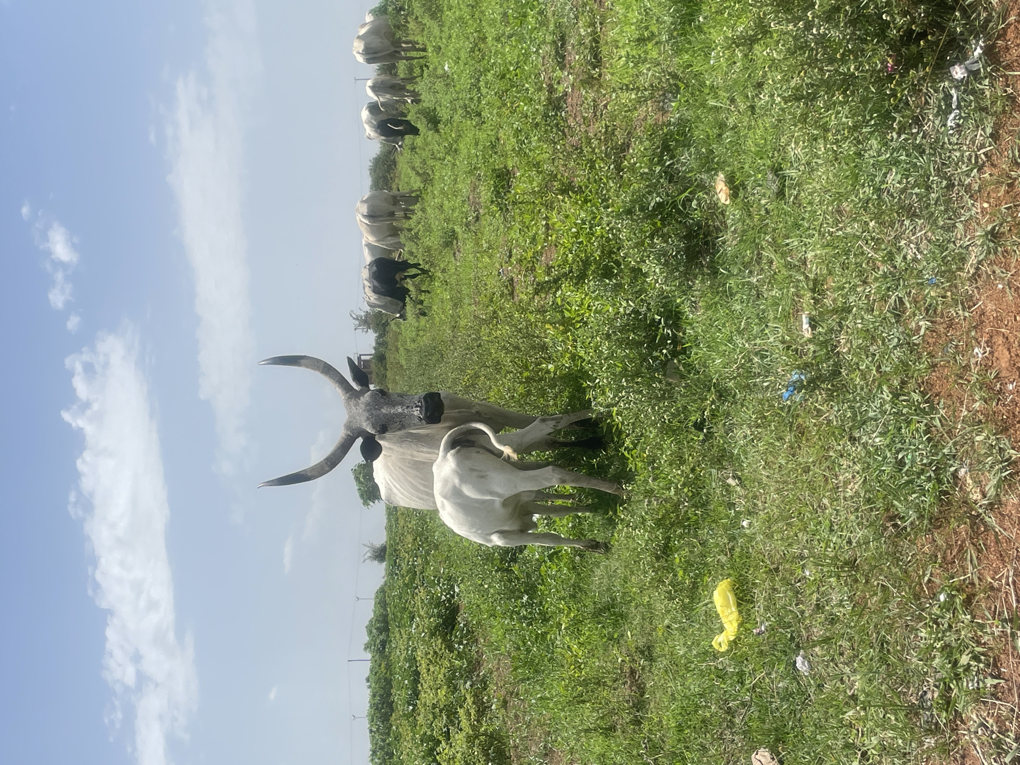 The image shows a grazing herd of cattle in a grassy field under a bright, partly cloudy sky. Prominent in the foreground is a light-colored cow with large, curved horns and a calf, possibly nursing. The vegetation consists of various grasses and weeds, and litter is scattered on the ground. The location is in Jos, Nigeria.