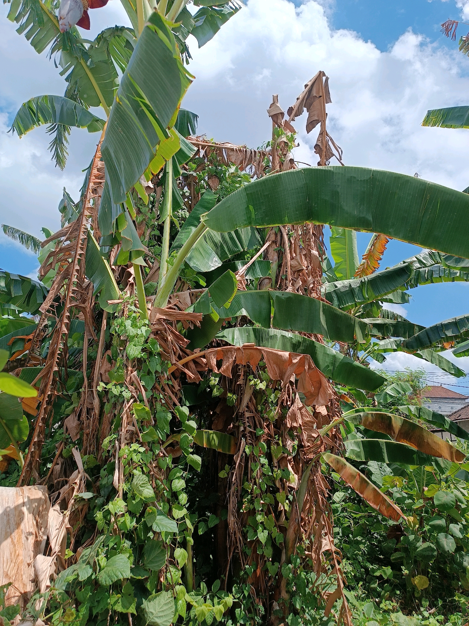 A low-angle shot of a dense cluster of banana trees, some with lush green leaves and others with dried brown leaves, creating a tangled canopy against a bright blue sky with scattered white clouds. The trees are intertwined with green vines. In the background, a few houses with red tile roofs are visible, suggesting an urban or suburban environment. A portion of a light brown wooden fence is visible on the left. The scene appears to be in Tabanan, Indonesia, given the architecture and tropical vegetation.
