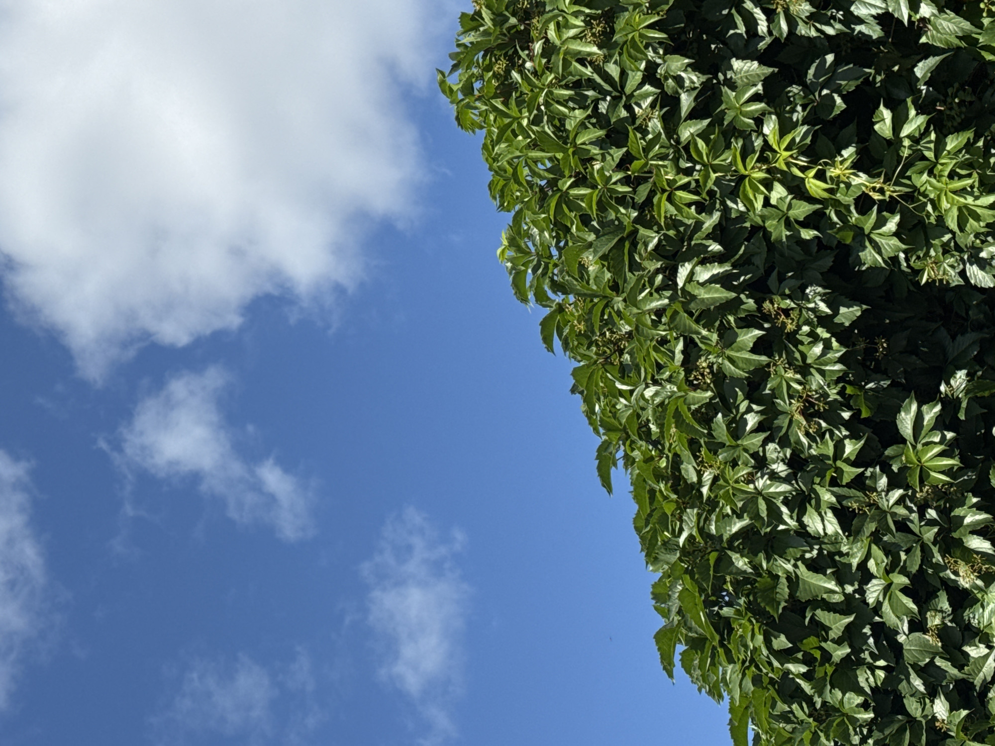 The image displays a portion of a dense, green vine with deep green leaves, possibly Virginia creeper, covering the upper area of the frame. Above the vine, a bright blue sky is visible with scattered white clouds. The lighting suggests it is daytime. There are no people, structures, or other recognizable objects in the scene. The scene is devoid of any context that would place it in Prokopyevsk, Russia.