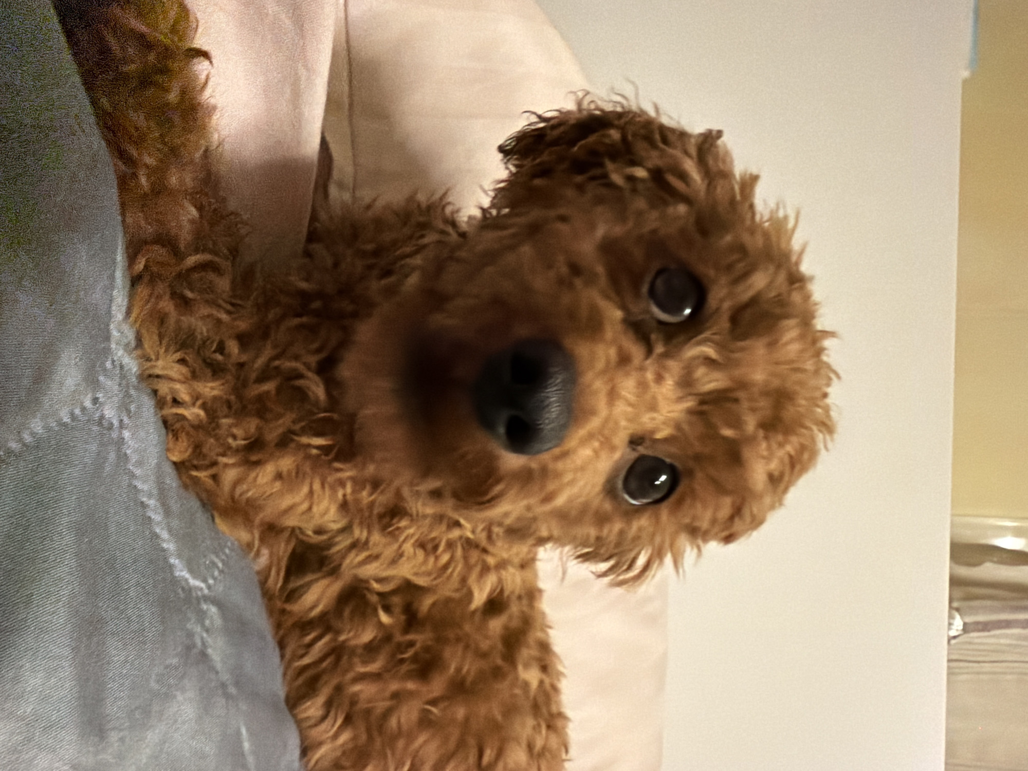 A close-up, eye-level shot shows a small, curly-haired, reddish-brown dog lying on a bed with a light pink pillow beneath its head and a grey blanket beneath its body. The dog's front left paw rests on the pink pillow. The dog's face is the primary focus, with large, dark eyes looking directly at the camera. Its nose is black and moist. The background consists of a plain, light-colored wall, with a sliver of yellow at the top edge, possibly indicating a ceiling. The lighting appears to be artificial, casting soft shadows. There are no visible people or any identifiable landmarks or features that would indicate a specific location in Sofia, Bulgaria, or any other city. The scene appears to be an indoor setting, likely a bedroom.