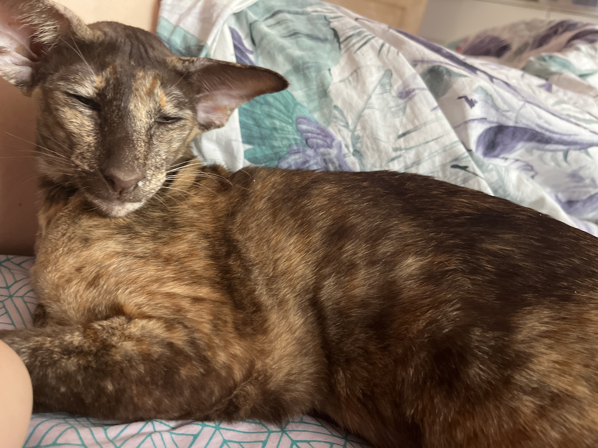 A tortoiseshell Oriental shorthair cat with closed eyes is lying on a bed. The bed has two different patterned sheets: one with a green and white geometric pattern and the other with a white background featuring teal, green, and purple abstract floral and geometric designs. The location is not specified, but the prompt mentions the city of Chaikovsky, Russia, even though no information in the image indicates this. There are no other visible subjects, people, or identifiable objects.