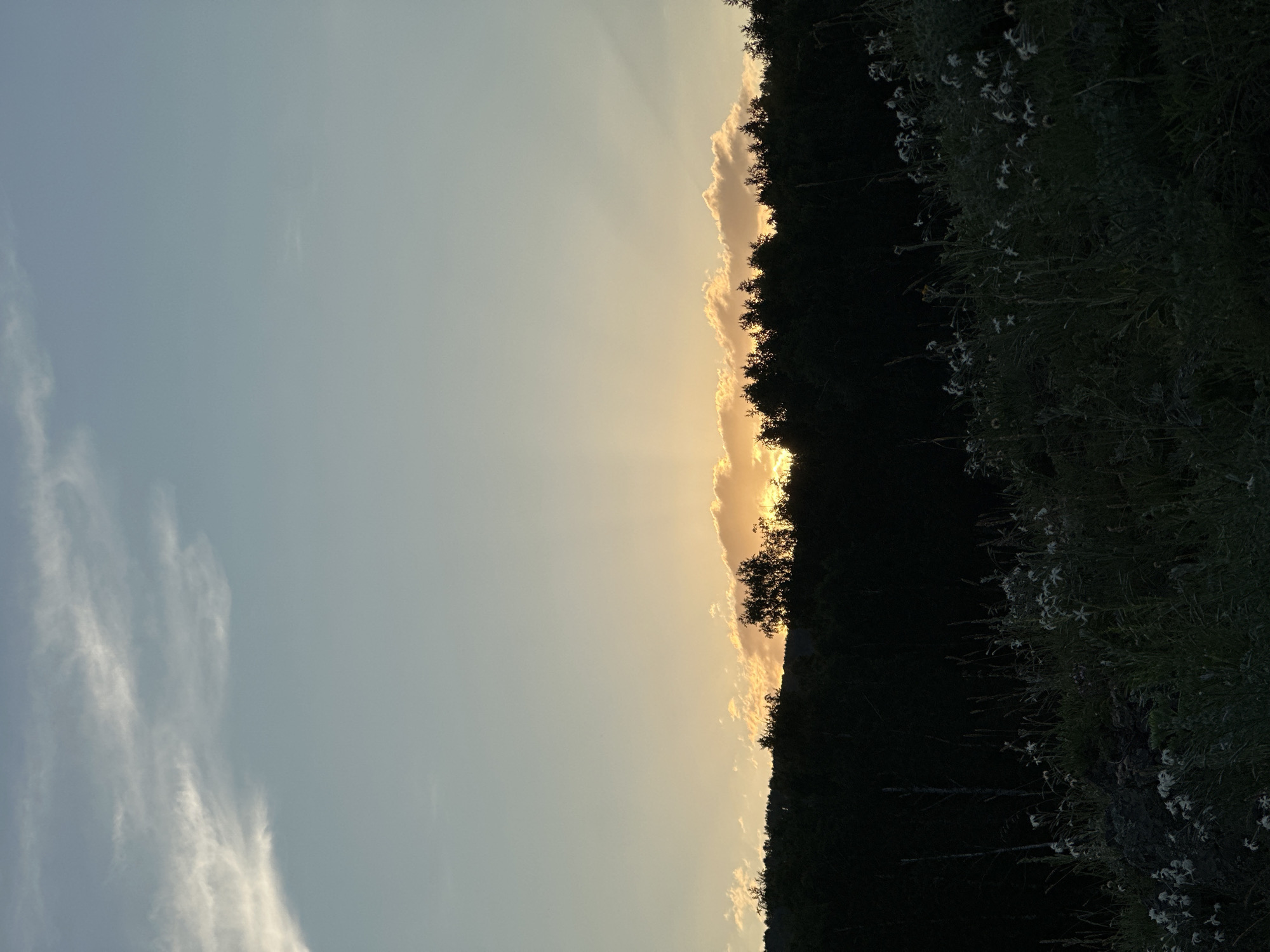 A silhouette of a dense forest is visible against a pale yellow and blue gradient sky. The sun is setting behind the trees, casting a warm glow. In the foreground, tall grasses and small white flowers grow on a dark hillside. The image appears to have been taken in a rural or natural setting, possibly at dusk. There are no people or any signs of urban activity.