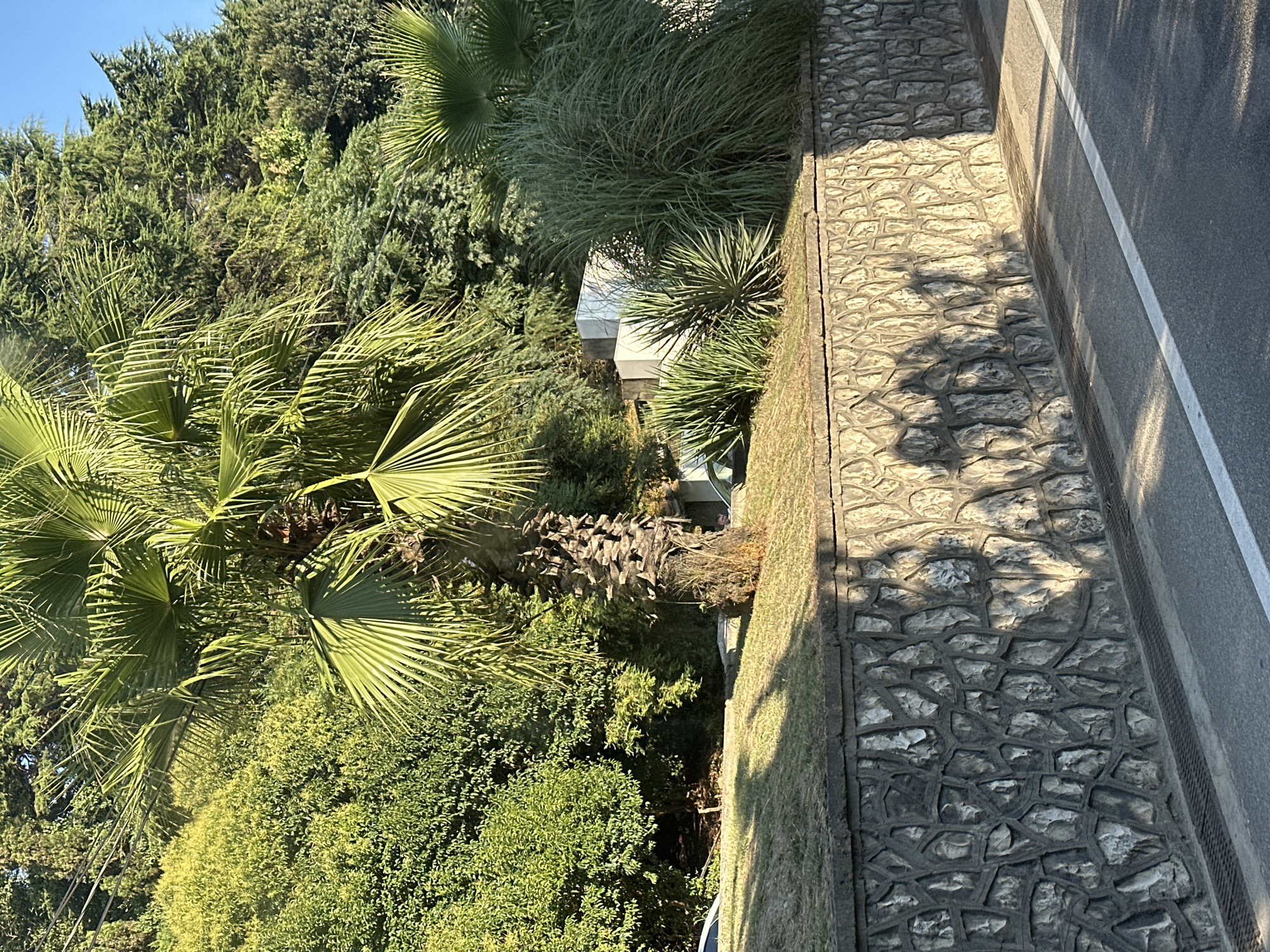 In Sochi, Russia, a stone retaining wall borders a road. The wall is constructed from irregularly shaped stones with gray mortar. The top of the wall is topped with a concrete cap, and above it, a grassy slope is visible. The slope is adorned with a variety of plants, including a prominent palm tree with a rough, textured trunk and large, fan-shaped fronds. Several other palm trees and lush green bushes fill the background, creating a dense, verdant landscape. The scene is bathed in sunlight, casting long shadows of people onto the stone wall. The road in the foreground is paved and marked with a white line.
