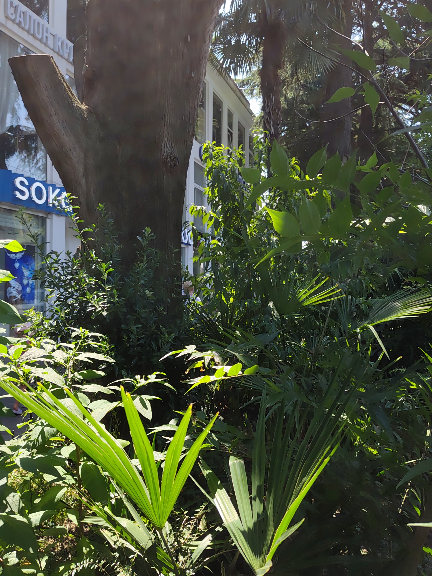 The image shows a view of the building of the "Sokovoy Shop" (Juice Shop) at 14 Kurortny Prospekt in Sochi, Russia, partially obscured by lush green vegetation and a large tree trunk in the foreground. The building features large windows and signage, with the "Sokovoy Shop" text visible in blue lettering. The vegetation includes various types of plants, with palm fronds and large leaves prominent in the lower half of the frame. Sunlight filters through the leaves, creating dappled lighting. The overall scene suggests a tropical or subtropical urban environment. There are no people clearly visible in the frame.