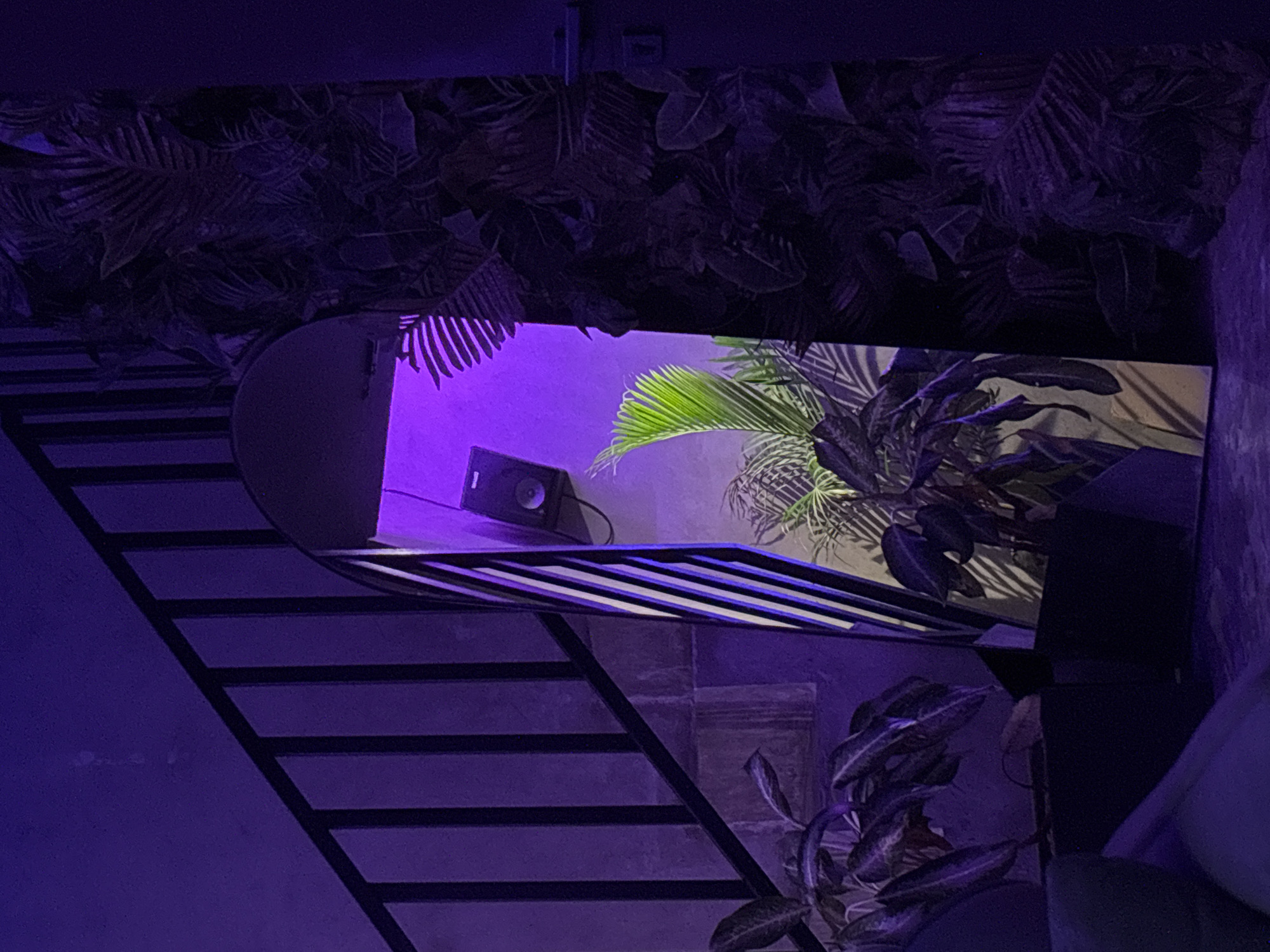 The image shows a dimly lit, indoor or semi-indoor space in Kuta Selatan, Indonesia, with a strong purple light cast. A partially visible staircase is on the left. Above the staircase, there is an open window showing a room with a black speaker, bright green plants, and palm leaves. The window has a frame made of horizontal bars. Plants are visible both inside and outside the window. The lighting is poor. The walls are dark. A couch is also partly visible. The area seems to have a tropical theme with the plants.