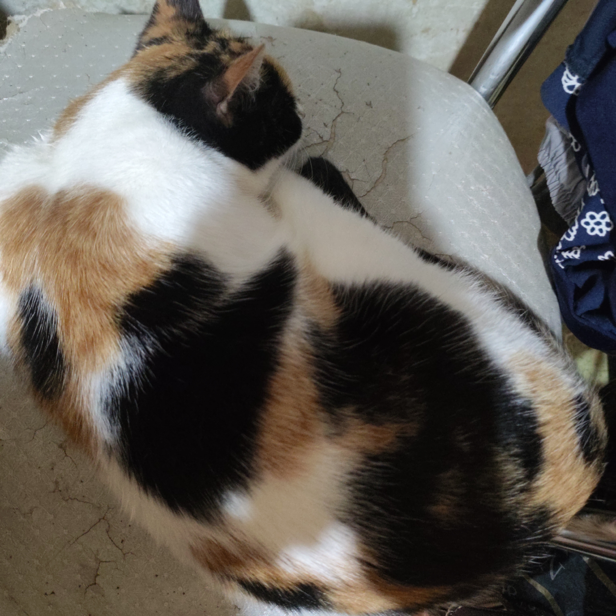 A calico cat with patches of white, black, and orange fur is curled up and asleep on a textured, light-colored surface. The surface appears to be a cushion or seat with visible cracks. To the right of the cat, a metal railing and dark blue fabric with a white floral pattern are partially visible. The background is out of focus. The image is taken from a high angle.