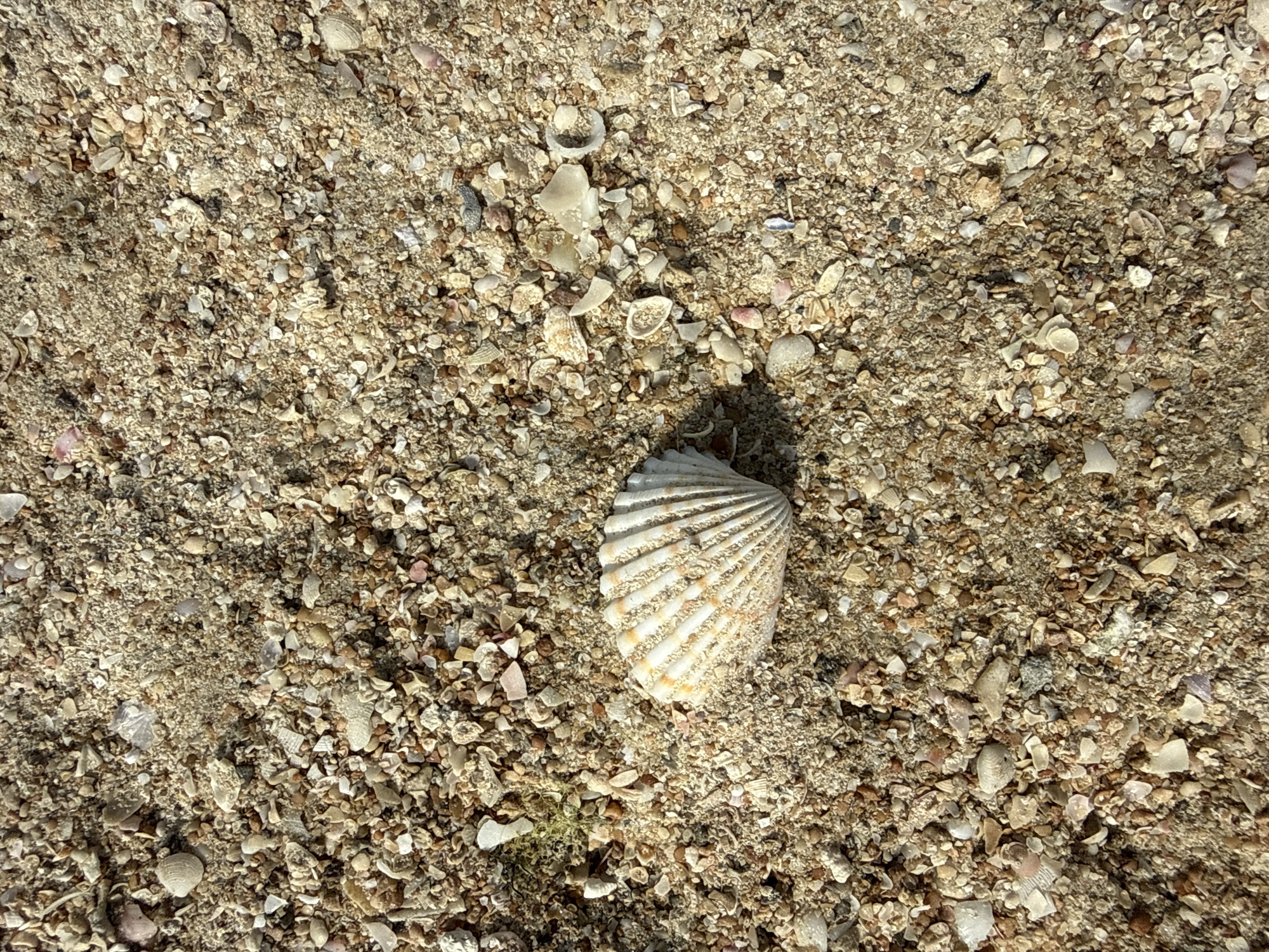 A close-up, top-down view of a sandy beach in Dubai, United Arab Emirates, showcases a single scallop shell nestled amongst a multitude of small, fragmented seashells and grains of sand. The shell, oriented diagonally, exhibits a pattern of creamy white and orange-yellow stripes radiating from its center. The surrounding sand is a light beige color, interspersed with various shades of brown, white, and pink from the shell fragments. The lighting suggests a sunny day, casting subtle shadows on the uneven surface of the beach. There are no people visible in the image. The scene is static and peaceful, capturing a small detail of a natural environment.