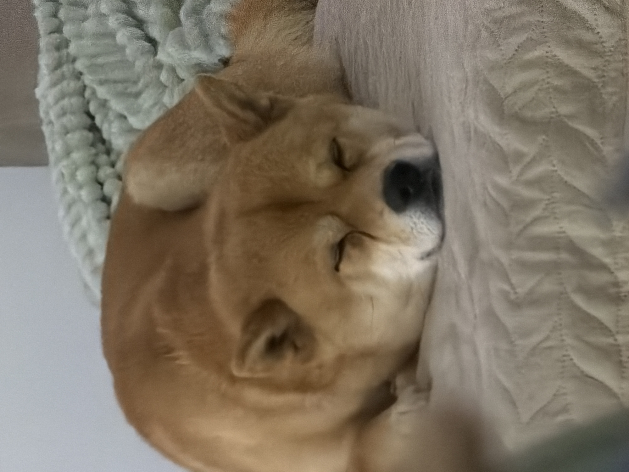The image captures a light-colored dog, likely a Shiba Inu or similar spitz-type breed, sleeping soundly indoors. The dog's fur is a warm tan or cream color, and its eyes are closed, indicating a peaceful slumber. Its head is positioned towards the bottom-right of the frame, resting comfortably.
To the left of the dog, a section of a light blue-green, chunky knitted or woven blanket or throw is visible, adding a soft, textured element to the scene. On the right side of the frame, and beneath the dog, lies a light beige or cream-colored quilted fabric. This fabric exhibits a distinct chevron or zigzag stitching pattern, suggesting it could be part of a bed, sofa, or another blanket.
The setting appears to be a cozy indoor environment with soft, diffused lighting, contributing to a calm and tranquil atmosphere. The dog's relaxed posture conveys a sense of comfort and contentment. There are no people visible in the frame, nor is any text present.