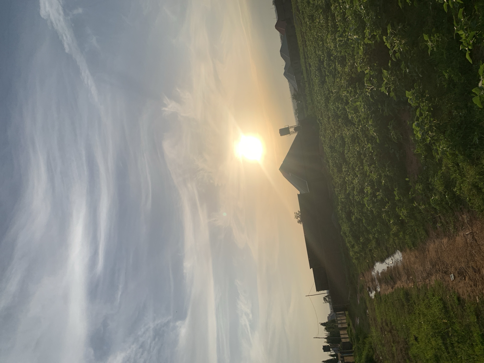 The image depicts an outdoor scene at what appears to be sunset in Rido, Nigeria. The sun is low in the sky, casting a warm, golden light and creating a bright glare in the center of the frame. Wispy clouds streak across the sky, illuminated by the sunlight. In the mid-ground, a few low-rise buildings with dark roofs are visible, including one with a water tower. A dense field of green crops stretches across the foreground and middle ground, suggesting agricultural activity. To the left of the crops, a dirt path with puddles of water runs along the edge of the field, bordered by grass and some fencing with trees behind it. The overall impression is of a rural or semi-rural landscape at the end of the day. There are no people visible in the image.