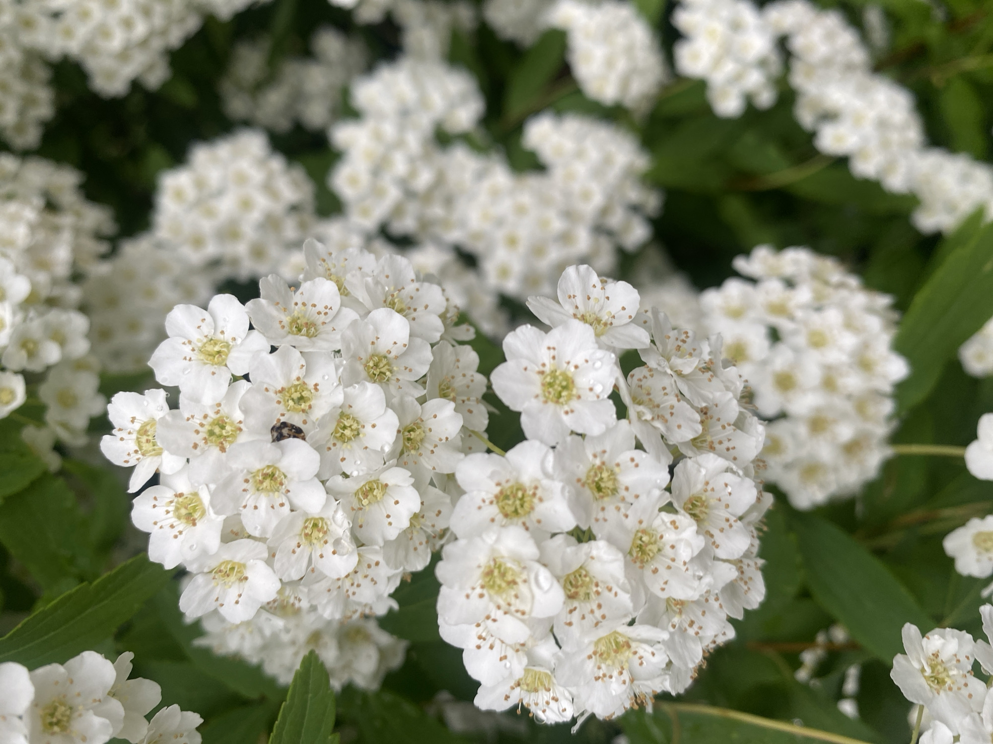 The image shows a close-up of a cluster of small white flowers with yellow centers, likely of the Spiraea genus. These flowers appear to be part of a larger bush with green leaves visible in the background. A small beetle is visible on one of the flower clusters. The location is stated to be Dnipro, Ukraine.