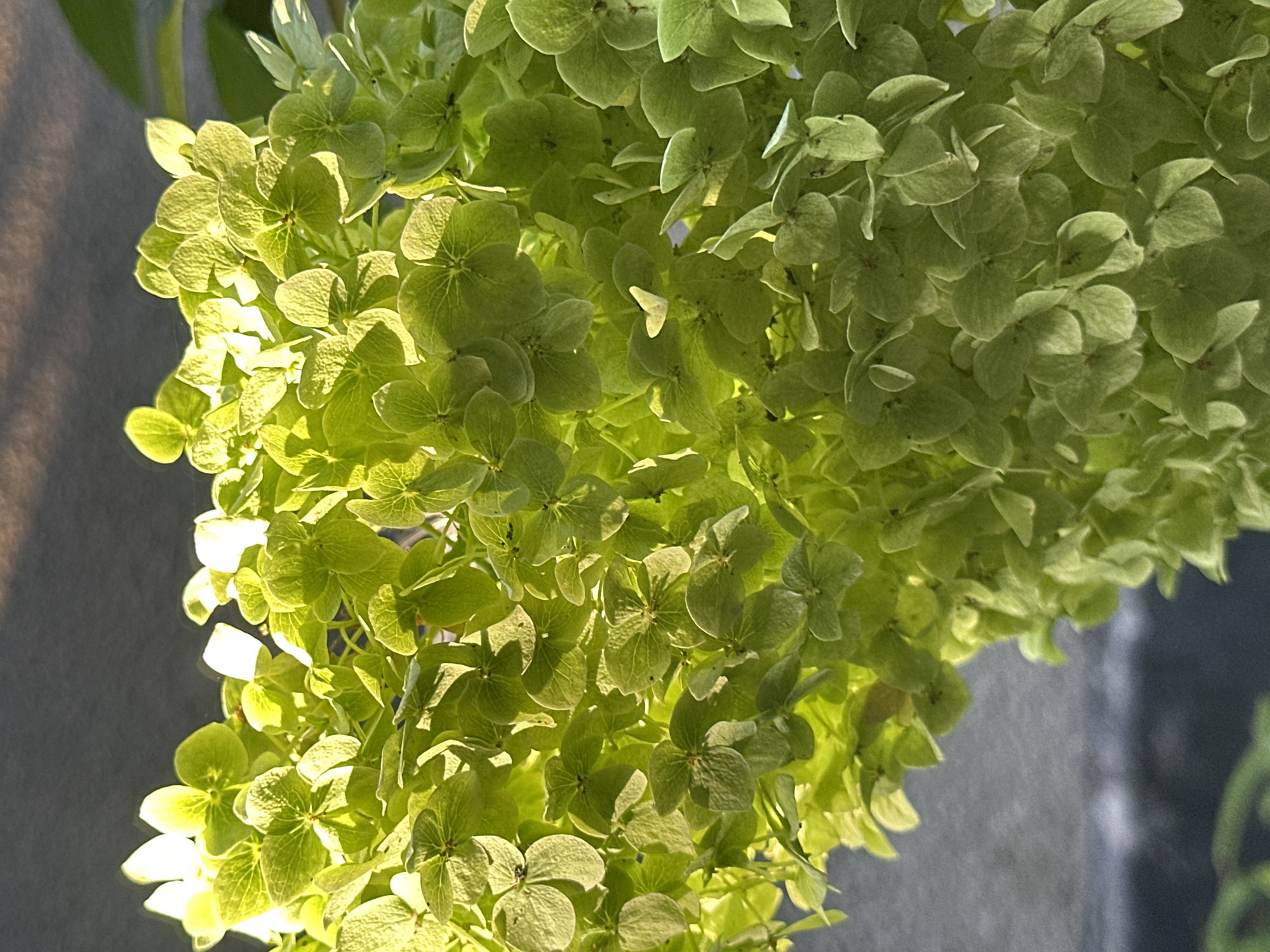 The image shows a close-up view of a cluster of light green hydrangeas. The flowers are densely packed and illuminated by soft sunlight, casting subtle shadows and highlighting the delicate texture of the petals. The background is out of focus, showing a dark, textured surface that could be a wall or a stone surface, with a hint of a lighter area at the top, possibly indicating the sky or a brighter light source. The overall impression is one of natural beauty and soft, diffused light. The image does not contain any elements that would indicate a specific location in Lobacheve, Ukraine, or any human presence.