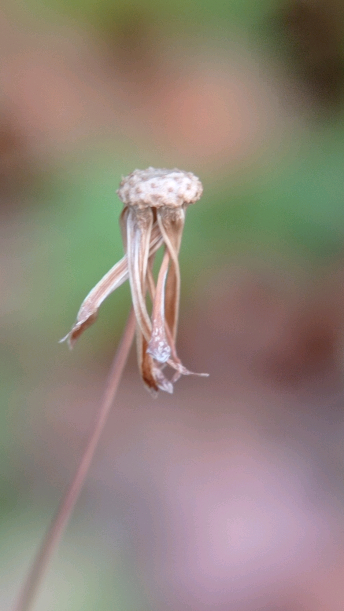 The image displays a close-up, vertical shot of a dried dandelion seed head, with some remnants of its parachute-like seeds still attached to the central receptacle. The receptacle is a pale brown, textured, dome-like structure. Dangling from it are several thin, dried, brown stalks, twisted and curled, resembling delicate threads. A thin, slightly pinkish stem extends downwards from the seed head, disappearing out of frame. The background is a soft, out-of-focus blur of greens, browns, and muted pinks, suggesting an outdoor natural environment. The image does not contain any people or evidence of a specific location within Batu, Indonesia, or any city.