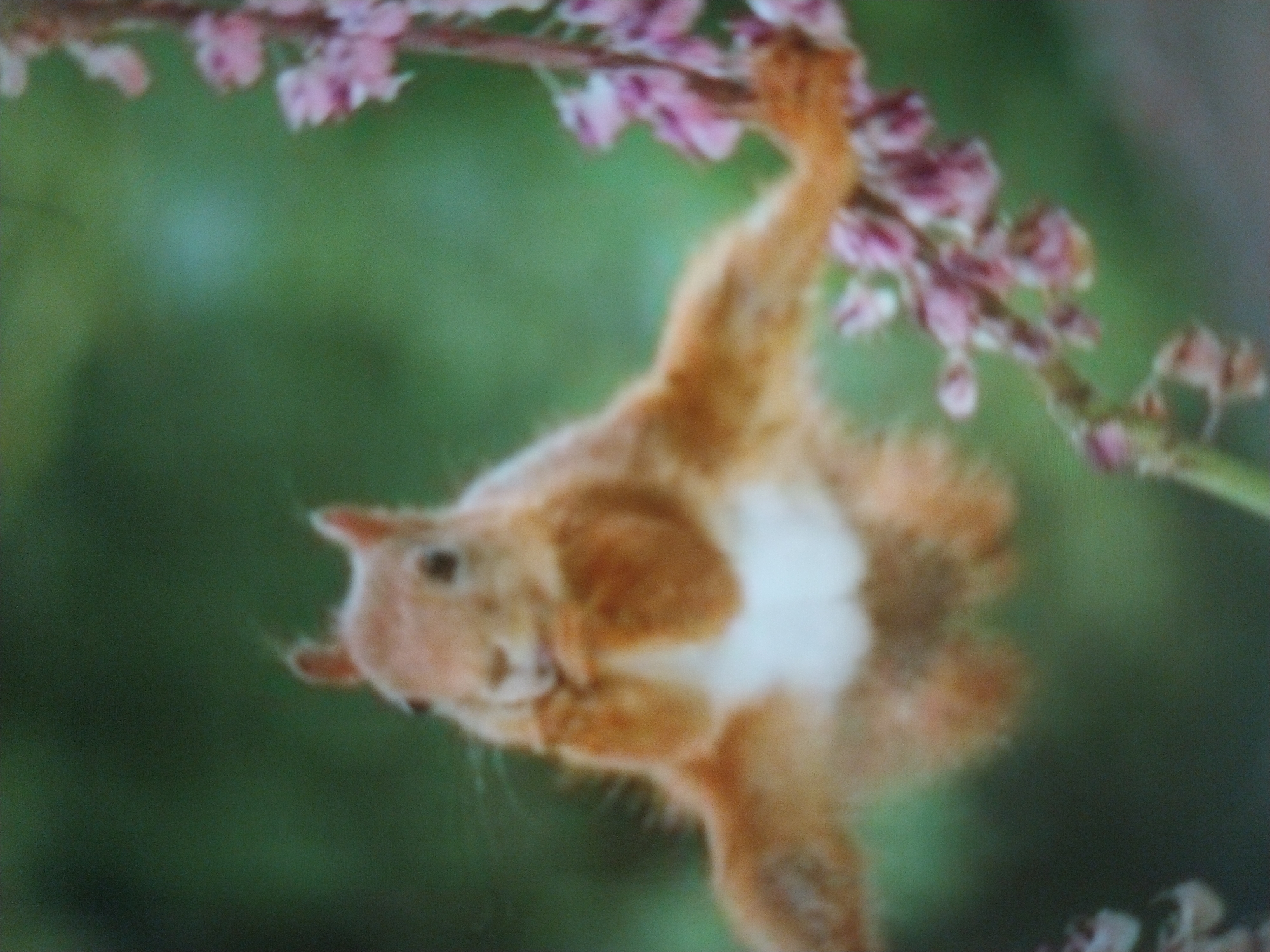 A close-up, out-of-focus shot shows a light brown squirrel with white fur on its chest, sitting on a thin branch with small pink flowers. The squirrel is looking forward and appears to be holding something near its mouth with its front paws. The background is a blurred green, suggesting foliage. There is no discernible information about the location in Odesa, Ukraine.