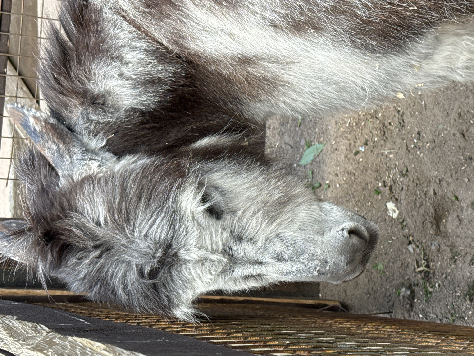 A close-up, eye-level shot shows the head and upper body of a donkey in an outdoor enclosure. The donkey's fur is a mix of dark brown and light gray, with the gray appearing particularly prominent on its face and muzzle. Its head is lowered, and its gaze is directed downwards. The donkey is positioned next to a wooden fence, which is partially visible on the left side of the frame. The ground appears to be made of dirt and small stones. The background is blurred, but suggests the presence of more fencing or structures. The overall impression is of a calm animal in a rural or semi-rural setting. There is no indication of the location being in Saint Petersburg, Russia.
