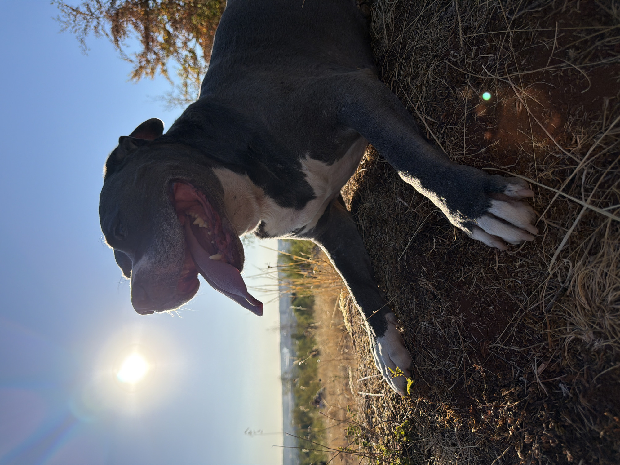 A low-angle, eye-level shot captures a blue-grey pit bull lying on a grassy, sunlit hill. The dog is positioned in the foreground, facing right with its mouth open and tongue hanging out. Its head is tilted slightly upwards, looking towards a bright, sunlit sky. The sun, a brilliant white orb, is visible in the upper left corner of the frame, casting a lens flare. In the mid-ground, the landscape stretches out, showing a hazy, distant city skyline with buildings and trees. The foreground is dominated by dry grass and dirt. The dog has white markings on its chest and paws. The lighting suggests it is either sunrise or sunset, with warm tones illuminating the scene. The environment appears to be a natural, outdoor setting.